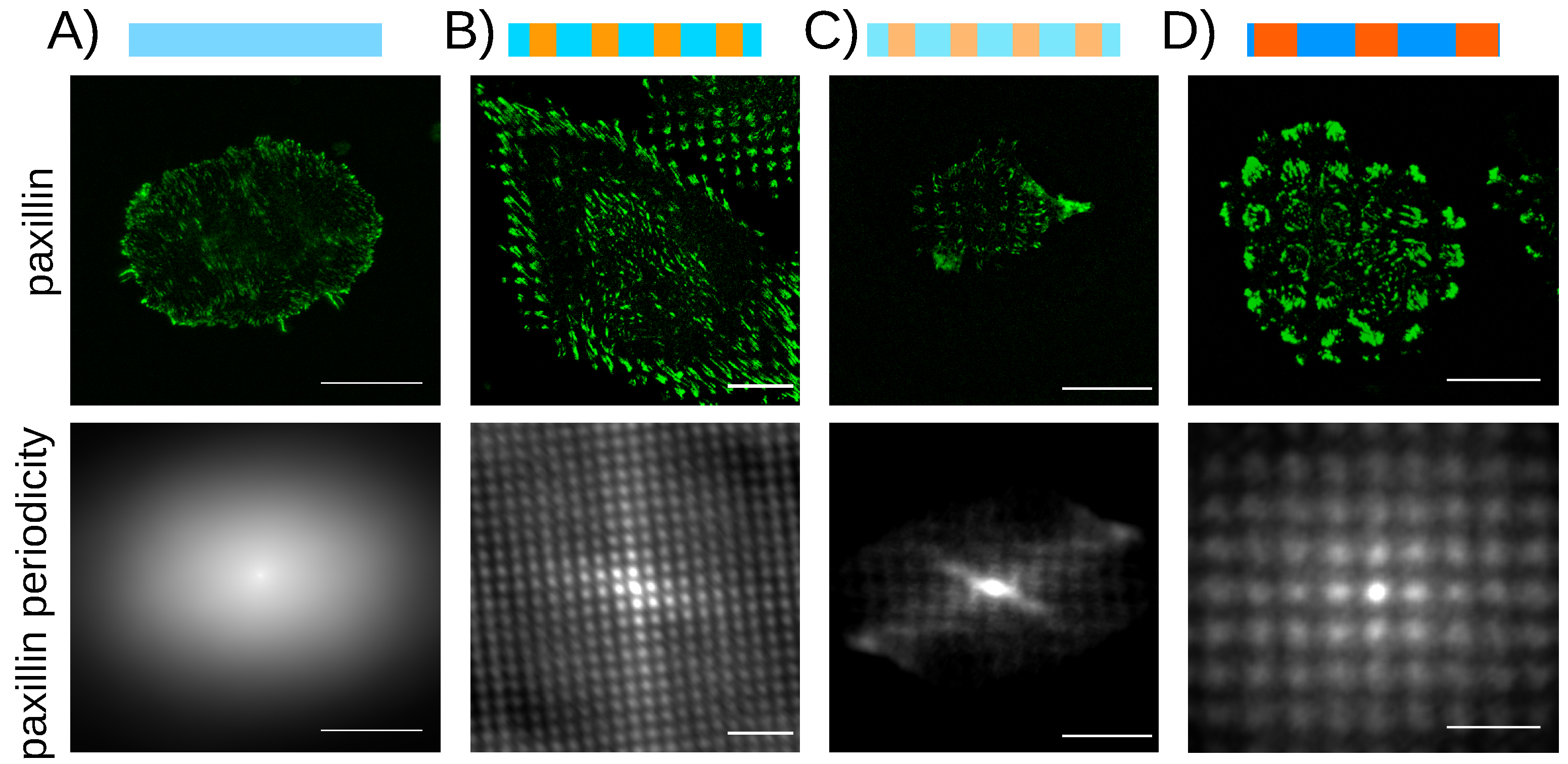 Nanomaterials Free FullText Cells on Hydrogels with MicronScaled