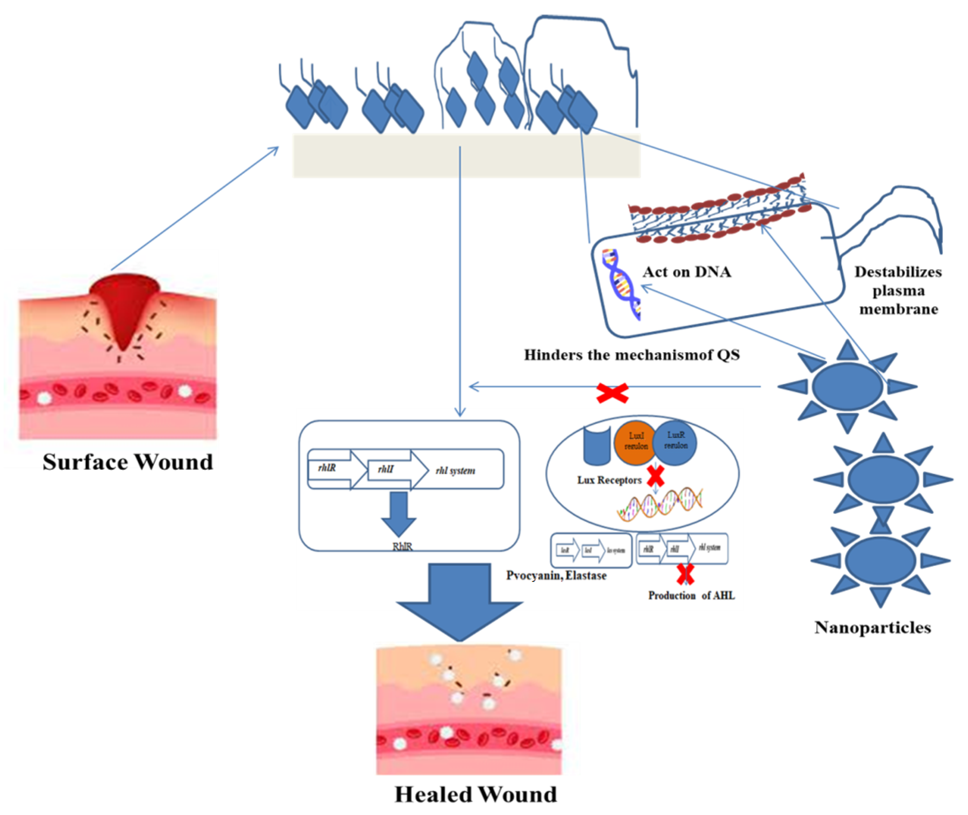 Nanomaterials 12 00778 g002