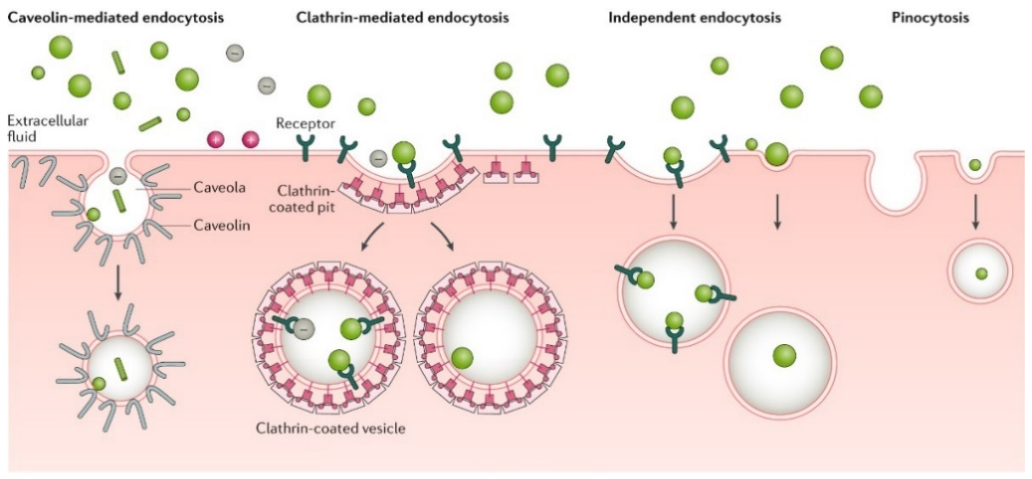 Nanomaterials 12 00836 g002
