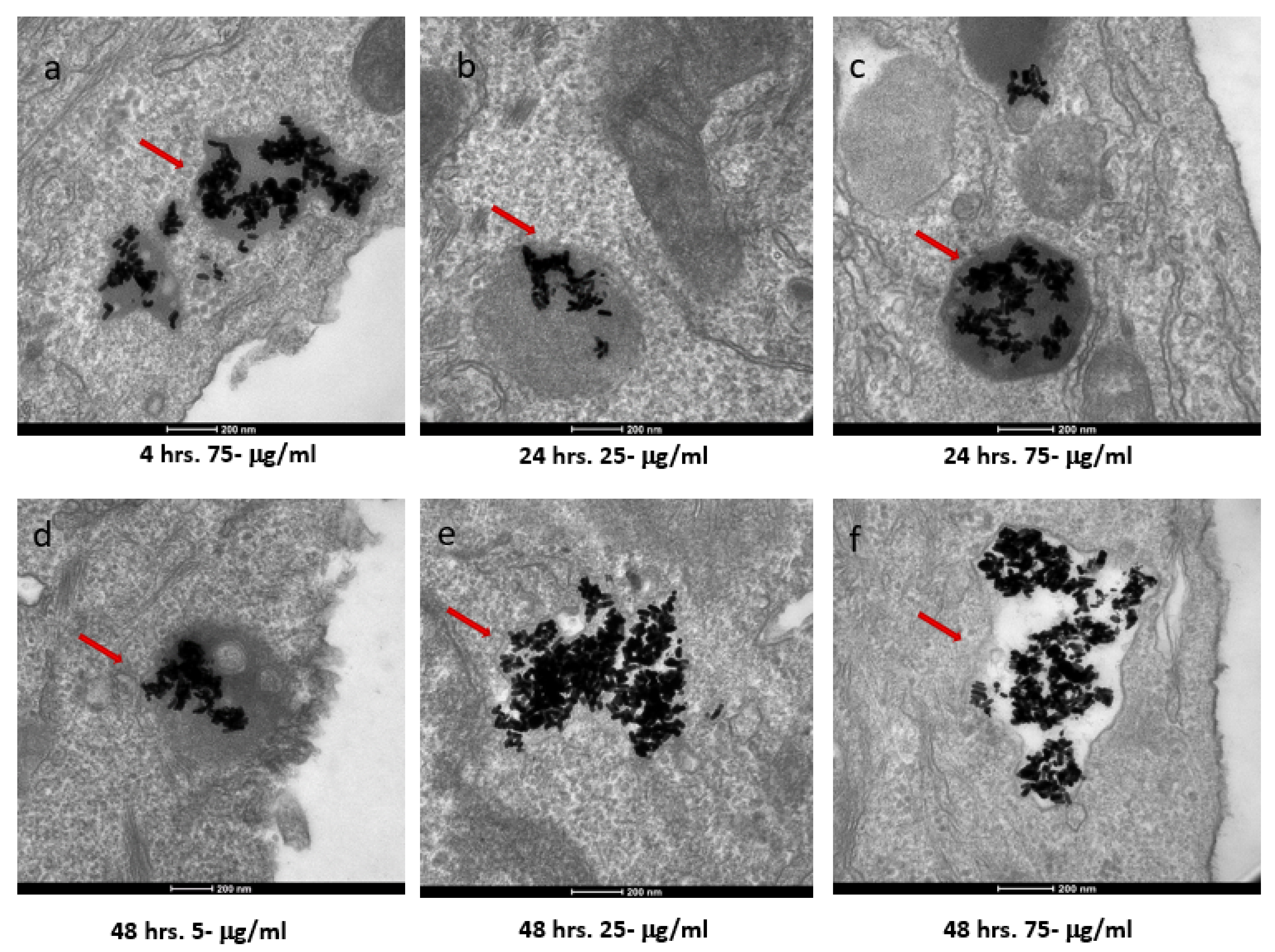 Nanomaterials 12 00937 g004