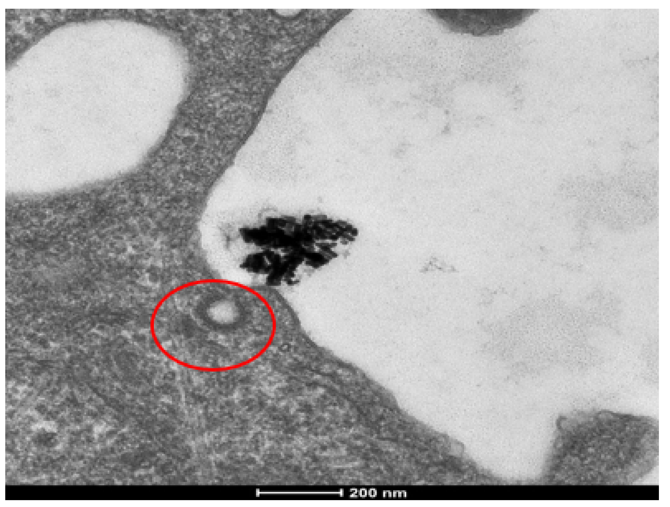 Nanomaterials 12 00937 g006