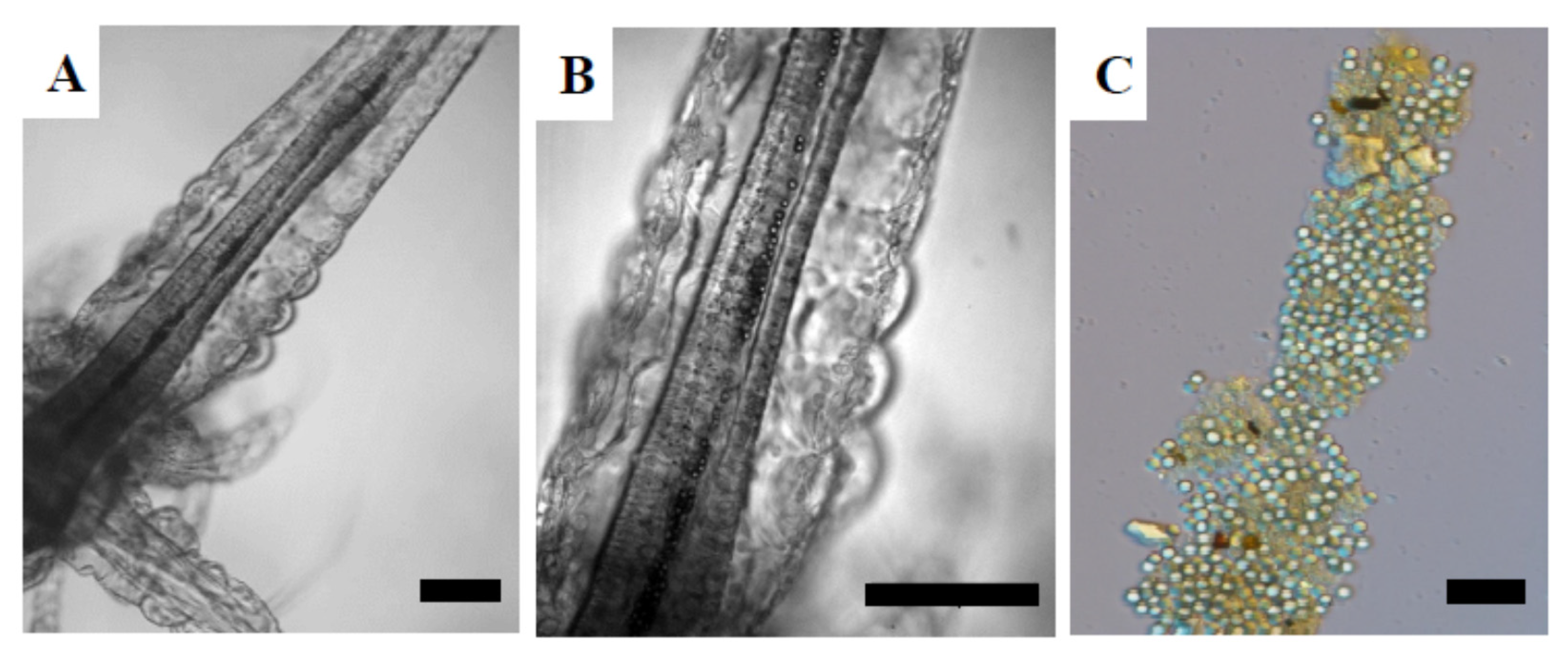 Nanomaterials 12 00941 g002 Nanomaterials 12 00941 g002