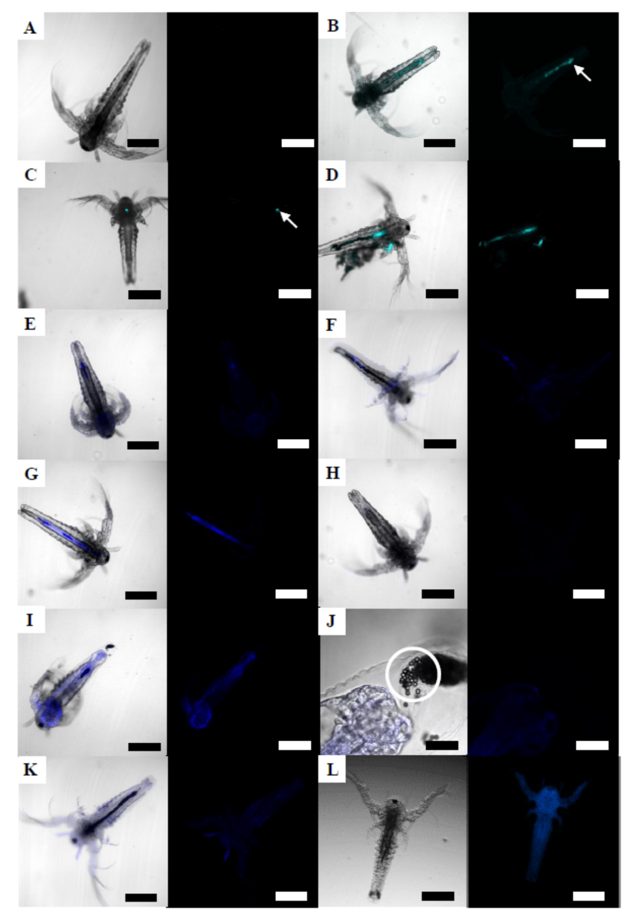 Nanomaterials 12 00941 g003 Nanomaterials 12 00941 g003