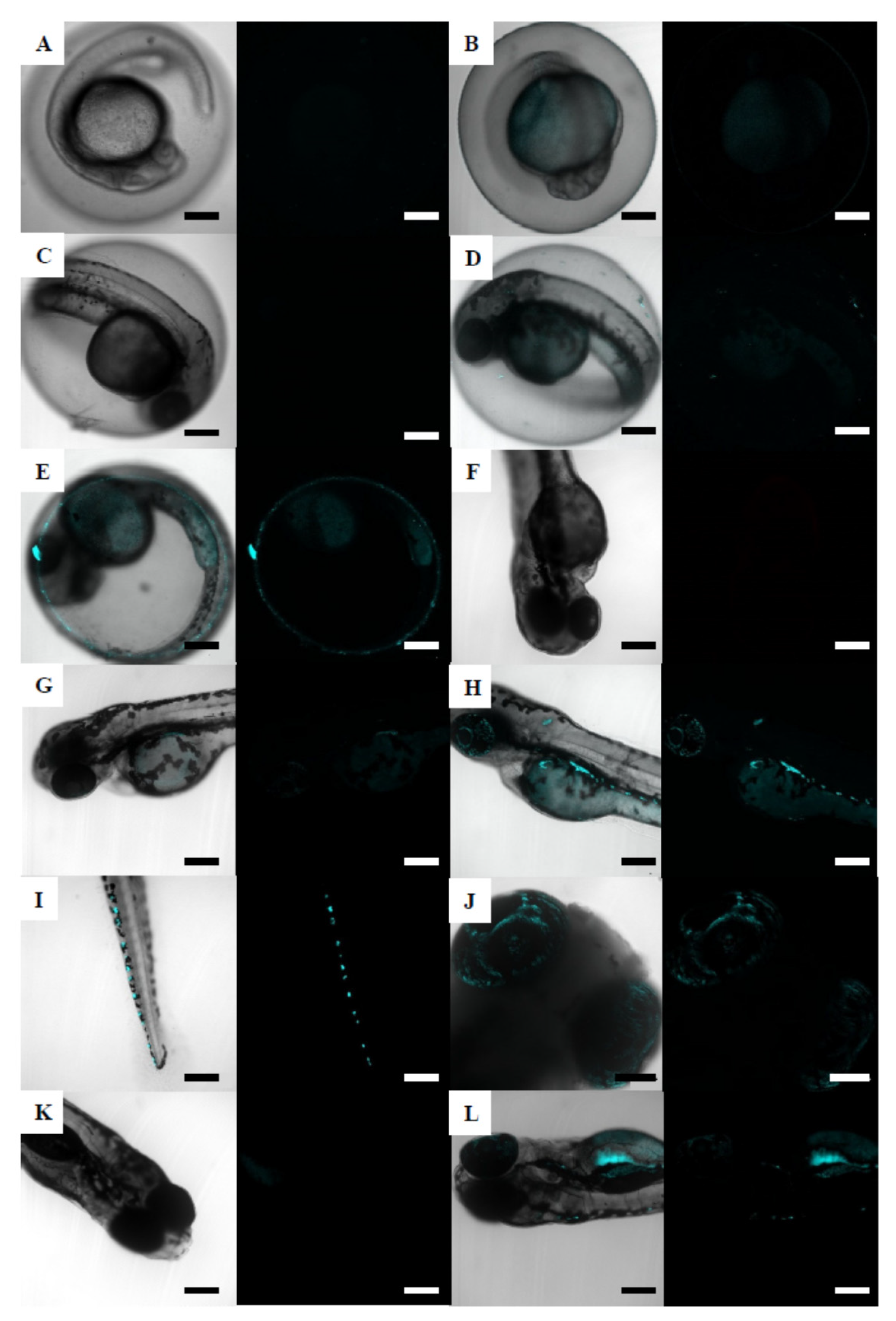 Nanomaterials 12 00941 g004 Nanomaterials 12 00941 g004