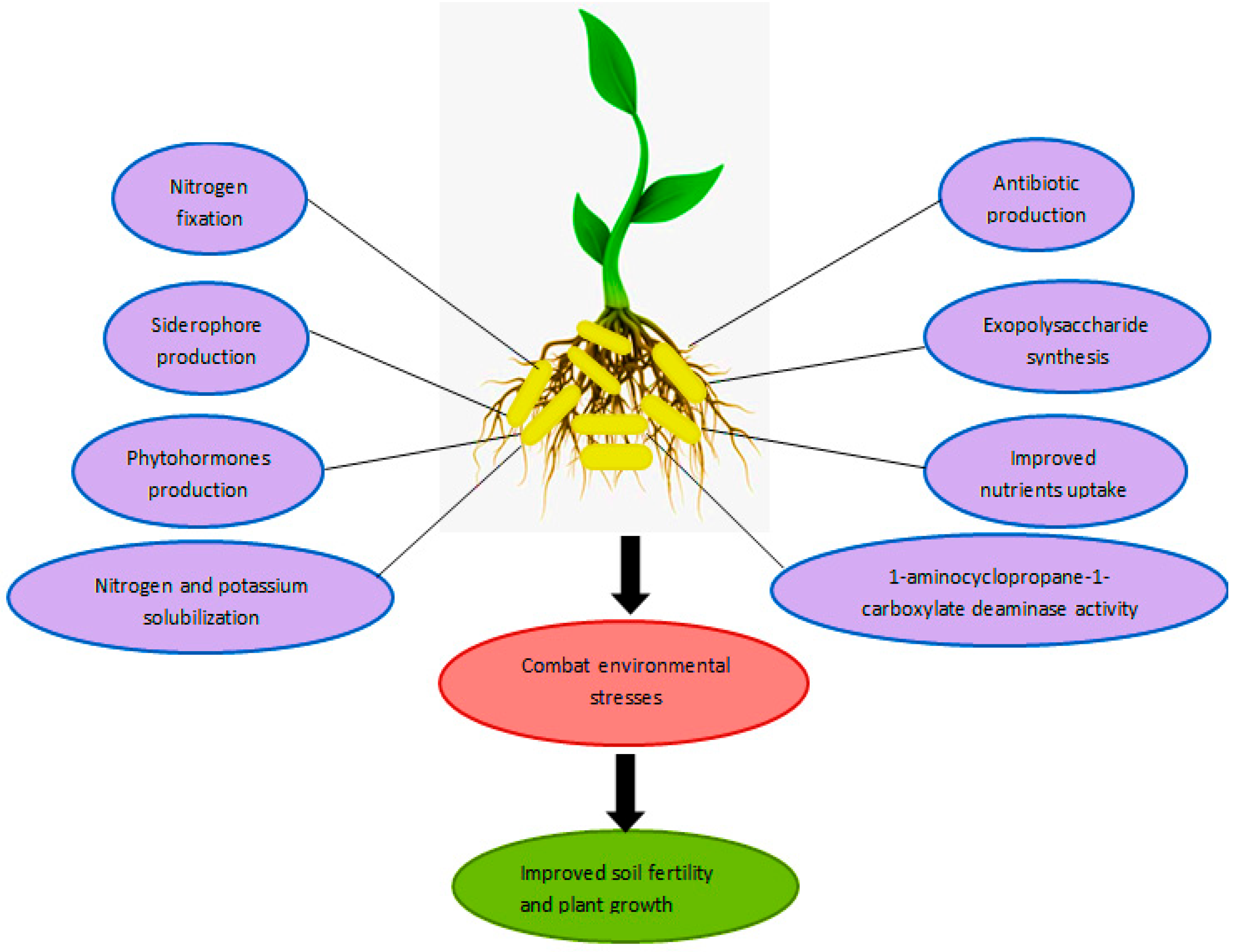 Nanomaterials | Free Full-Text | Improvement of Plant Responses by ...