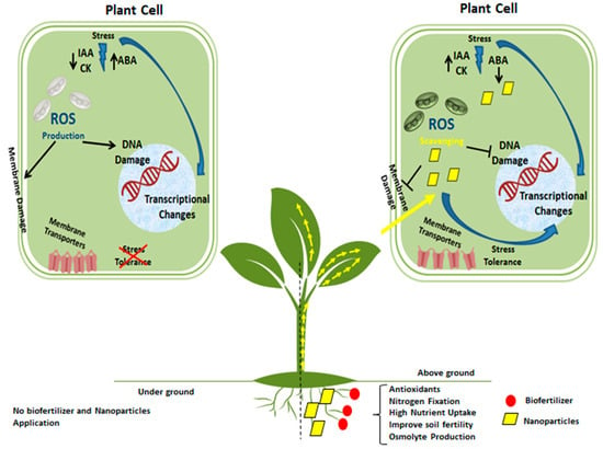 Nanomaterials | Free Full-Text | Improvement of Plant Responses by ...