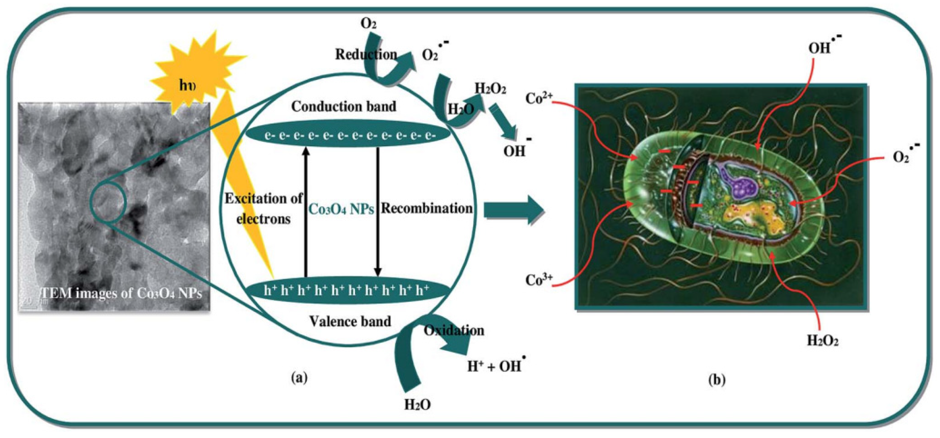Nanomaterials 12 01129 g006