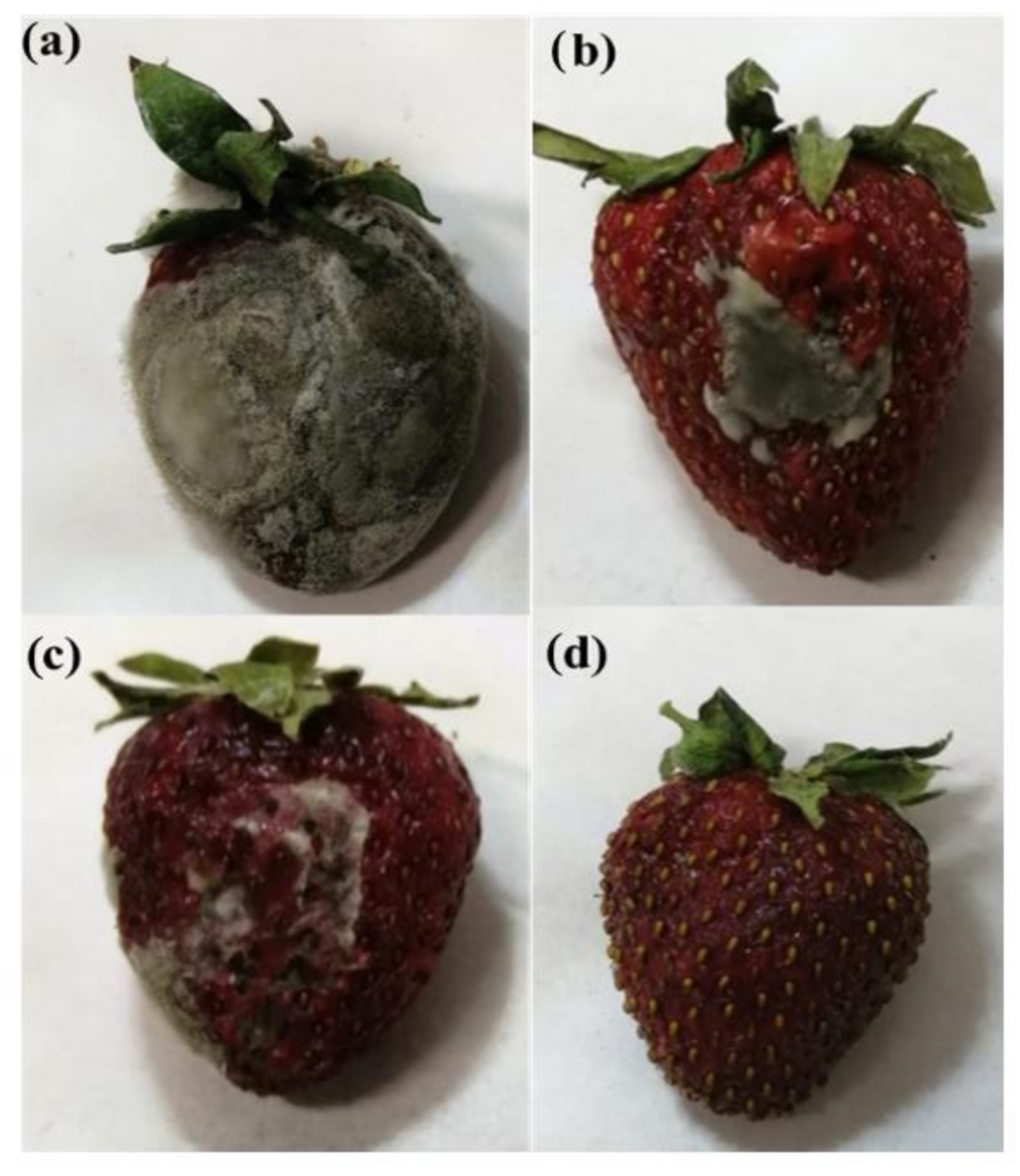 Nanomaterials 12 01265 g009