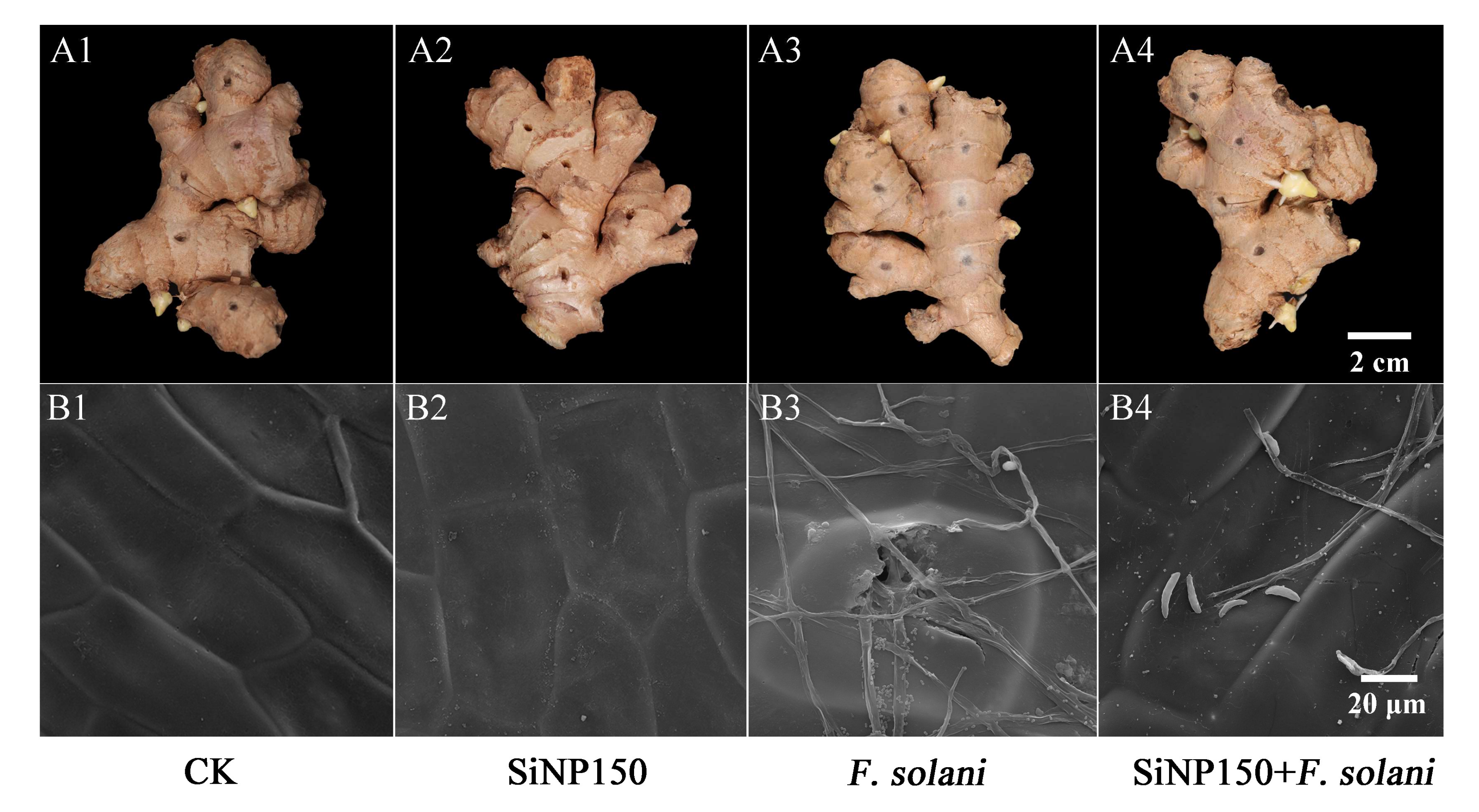 Nanomaterials 12 01418 g002