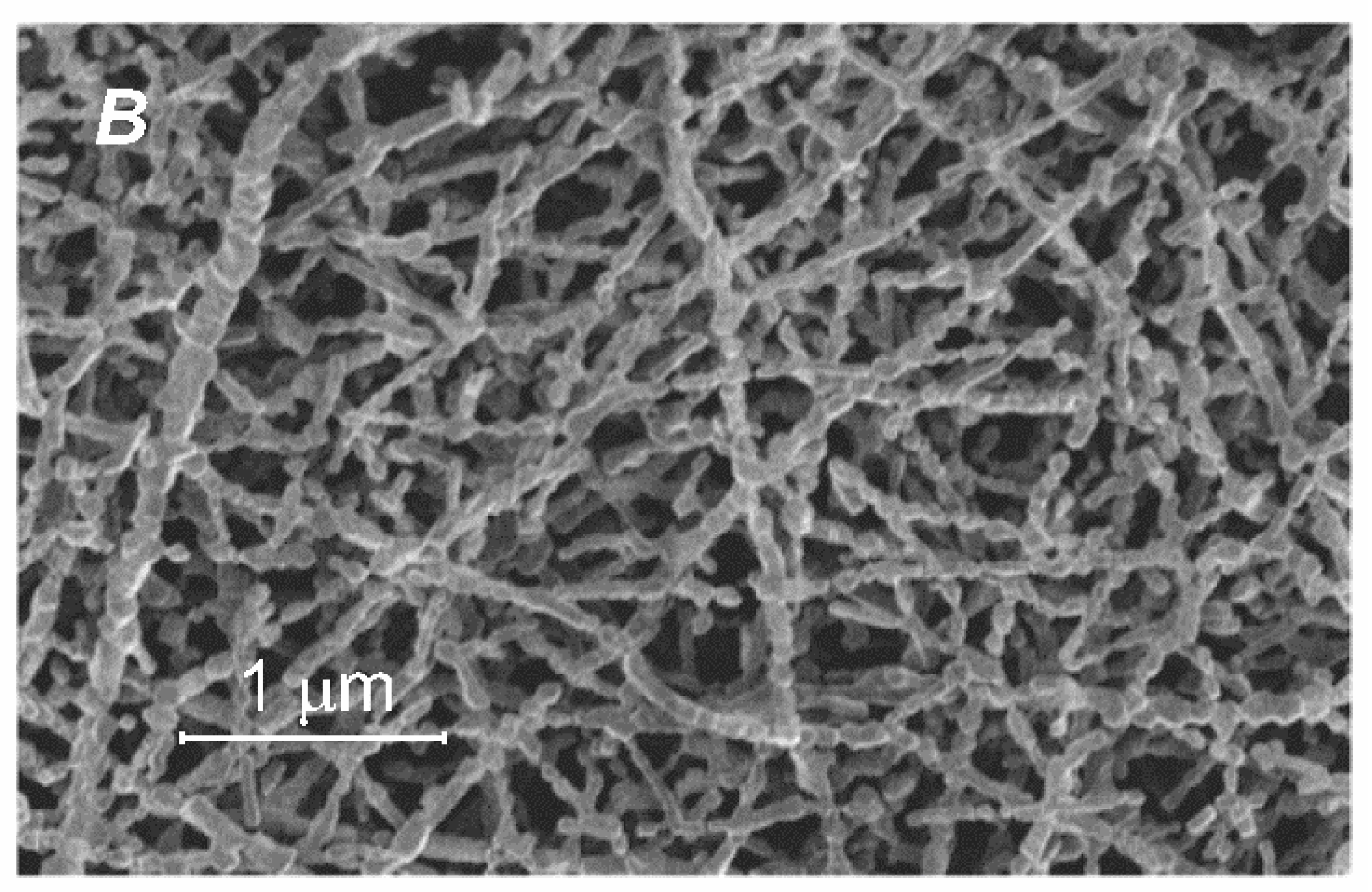 Nanomaterials 12 01541 g001b