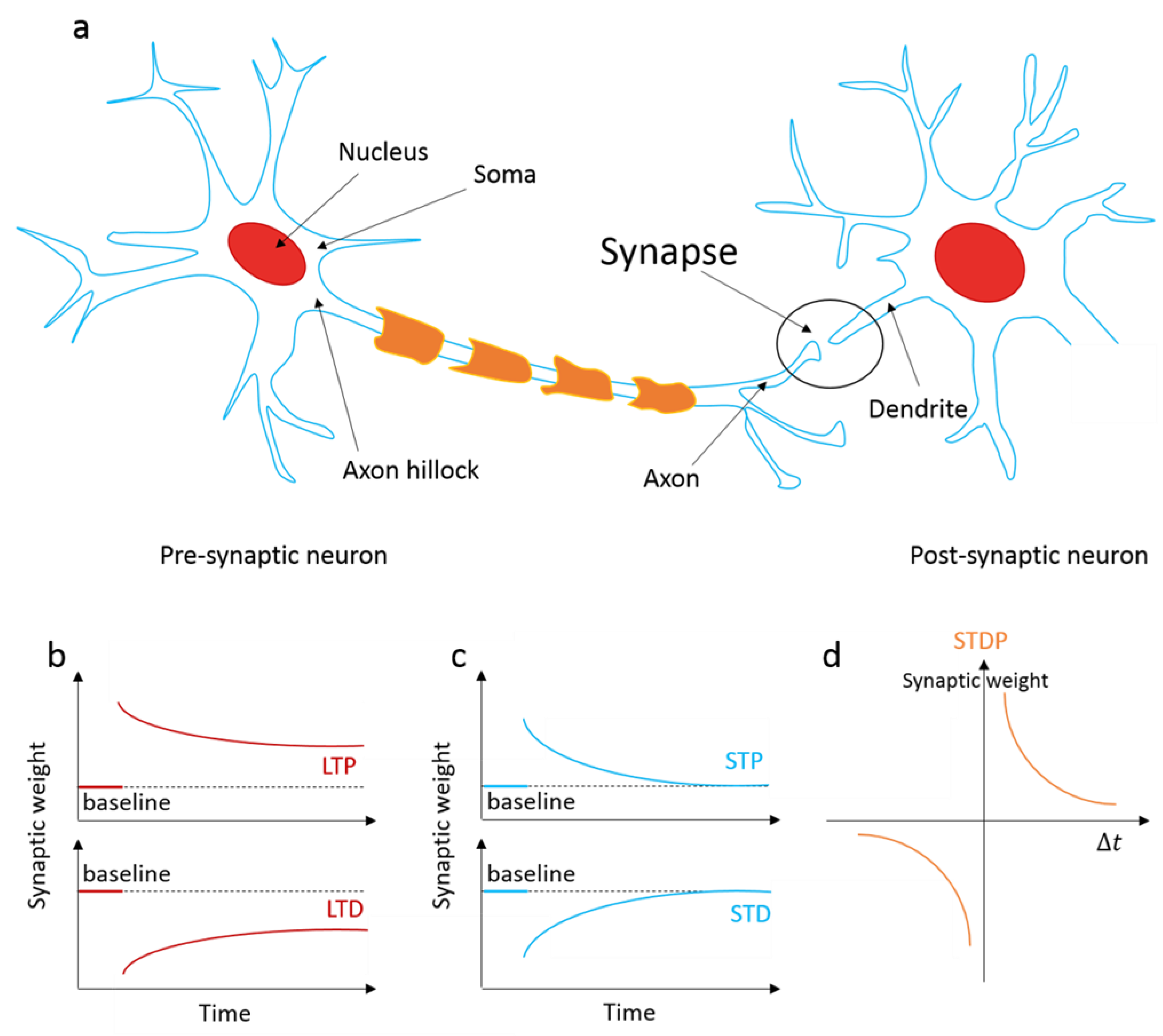 Synapse X Chan