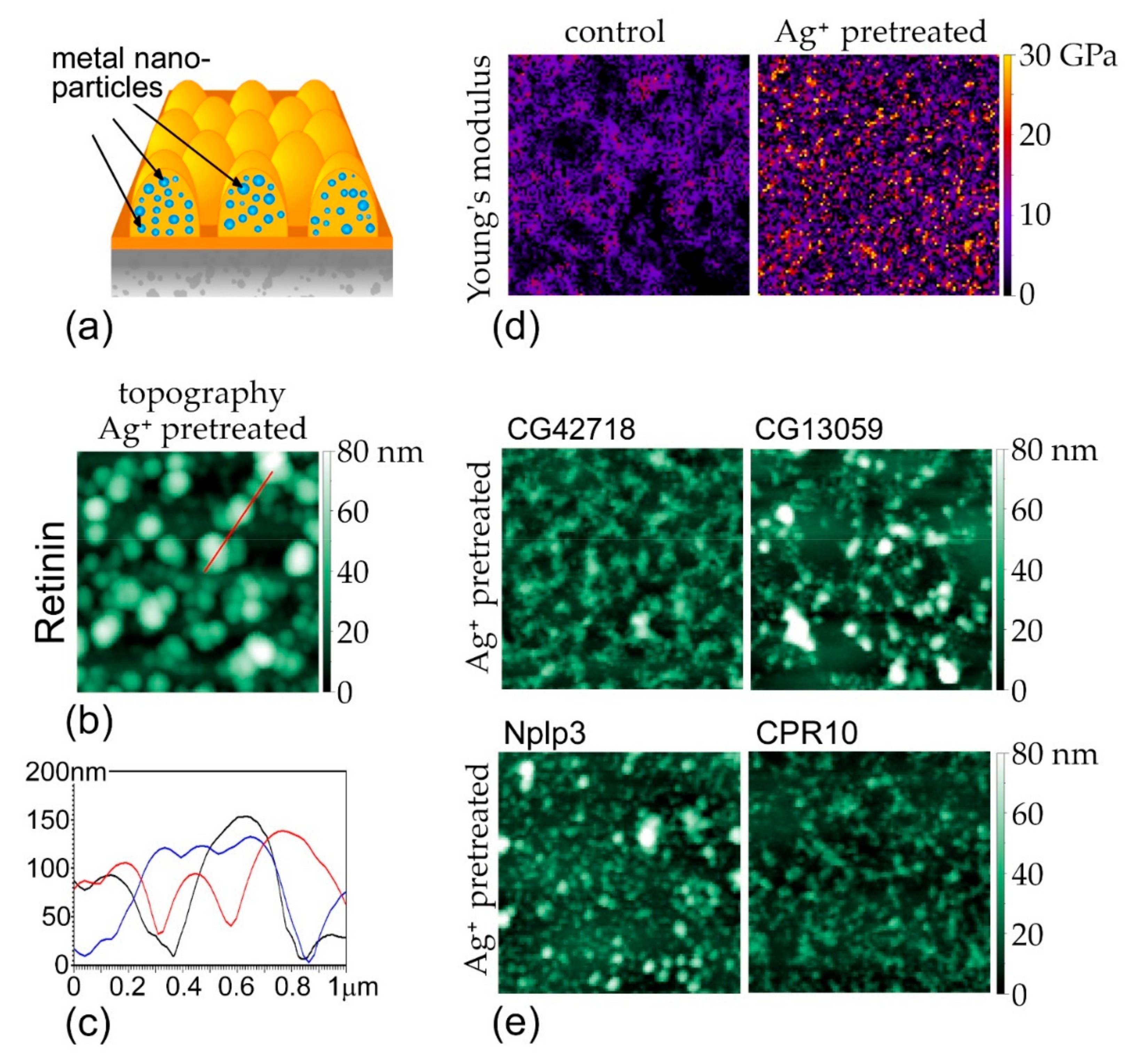 Nanomaterials 12 01868 g004