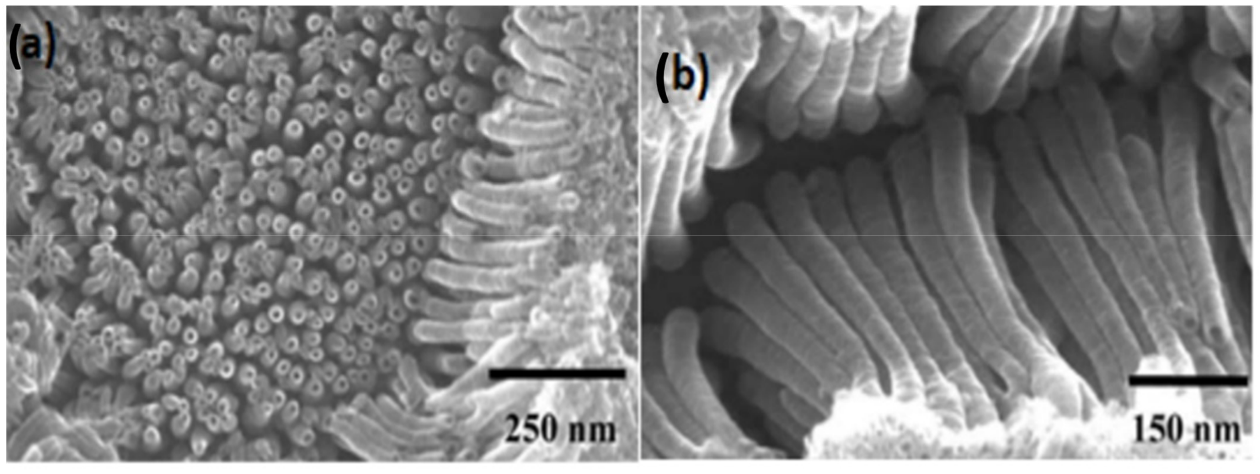 Nanomaterials 12 02034 g016
