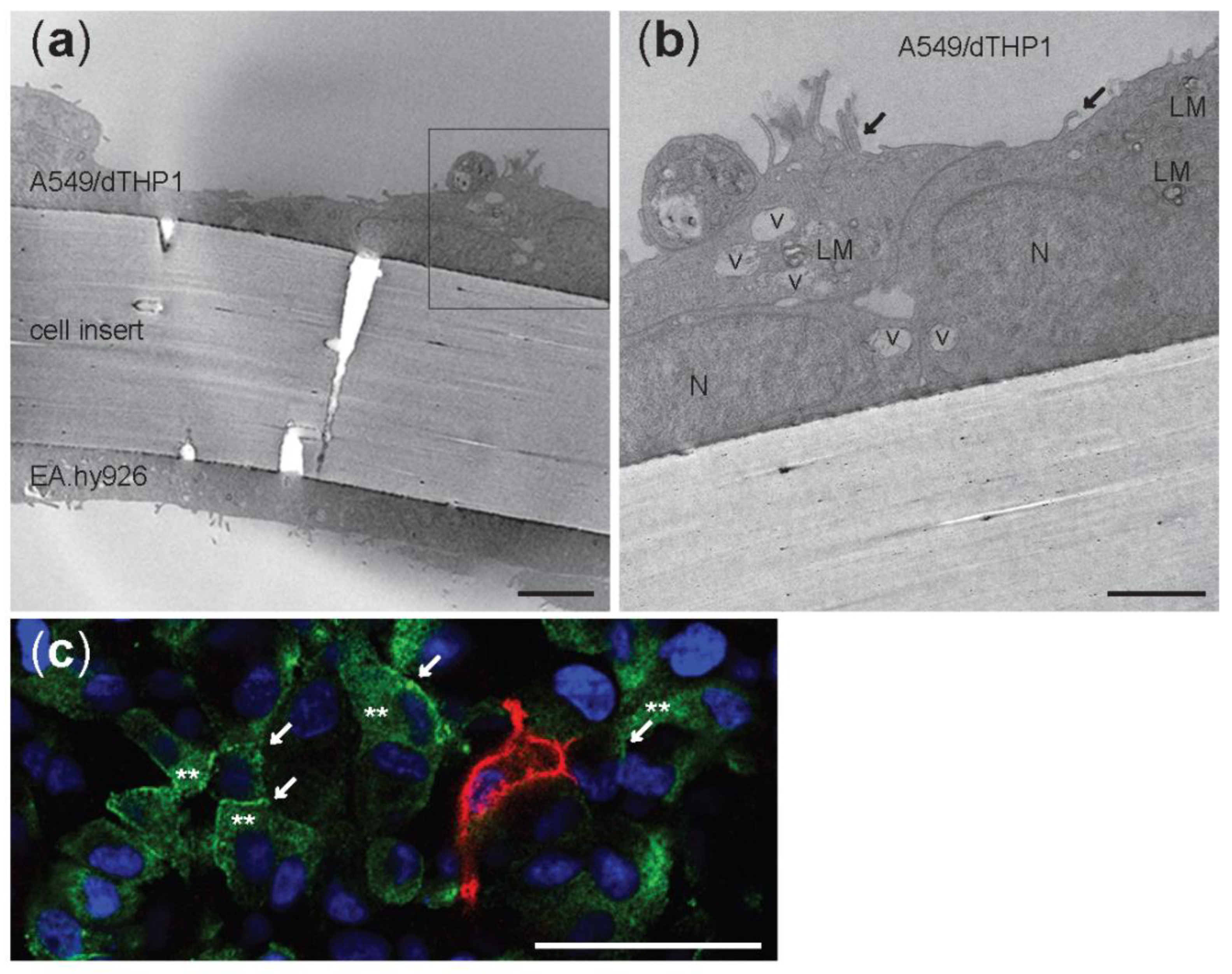 Nanomaterials 12 02609 g003