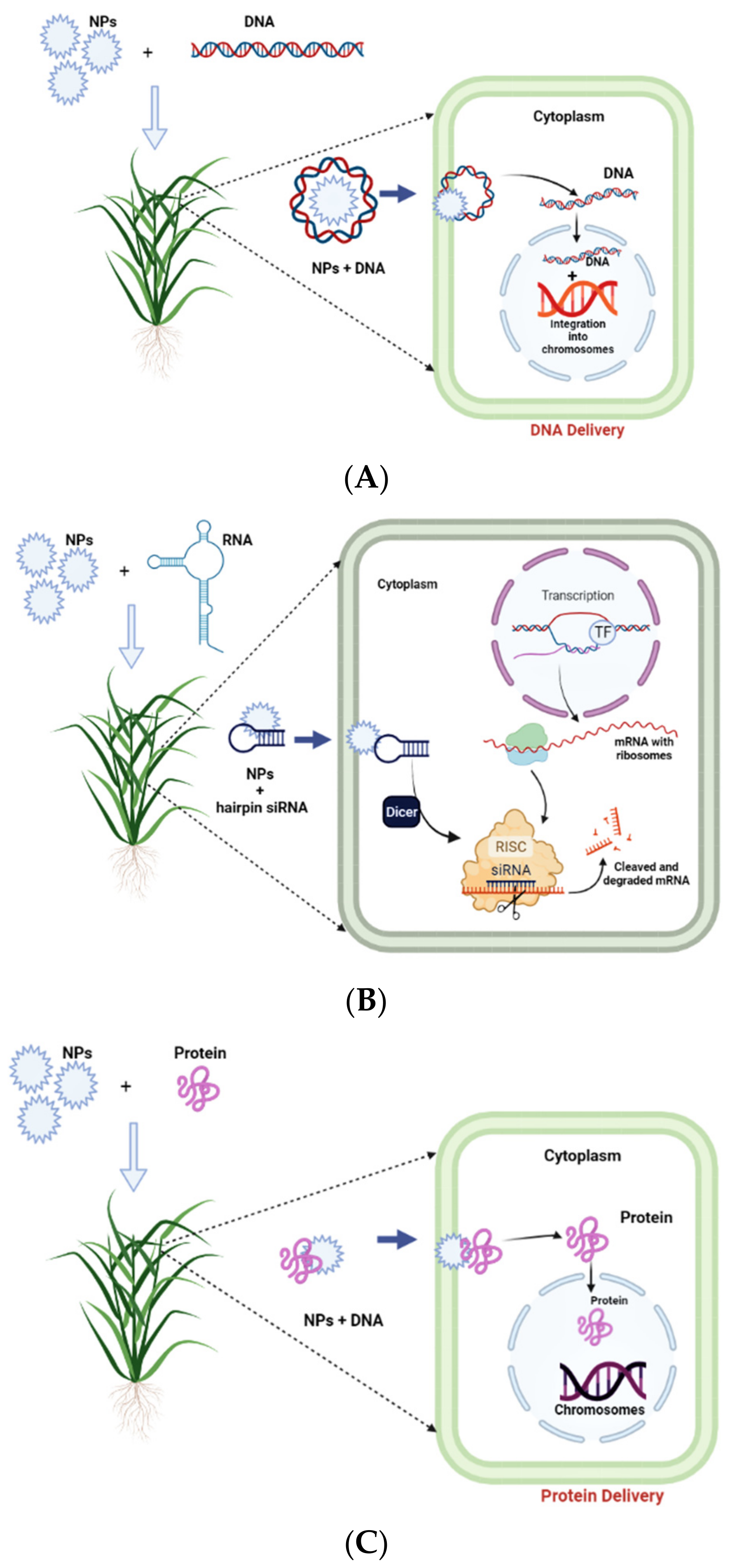 Nanomaterials 12 02667 g003 Nanomaterials 12 02667 g003