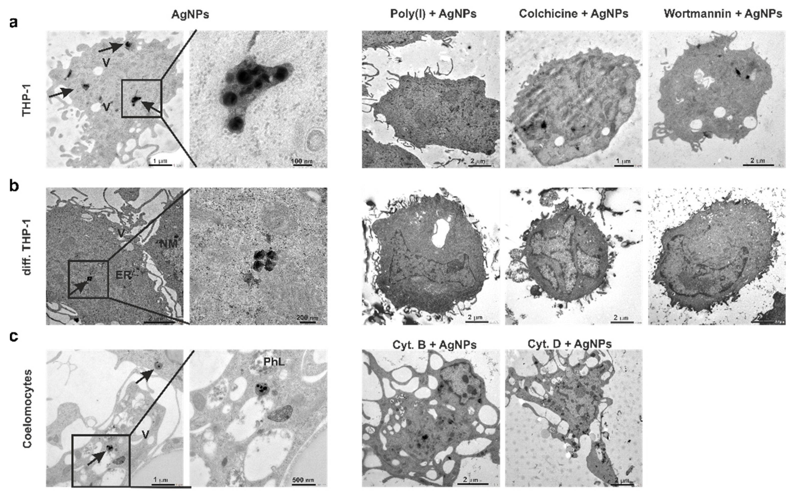 Nanomaterials 12 02818 g005 Nanomaterials 12 02818 g005