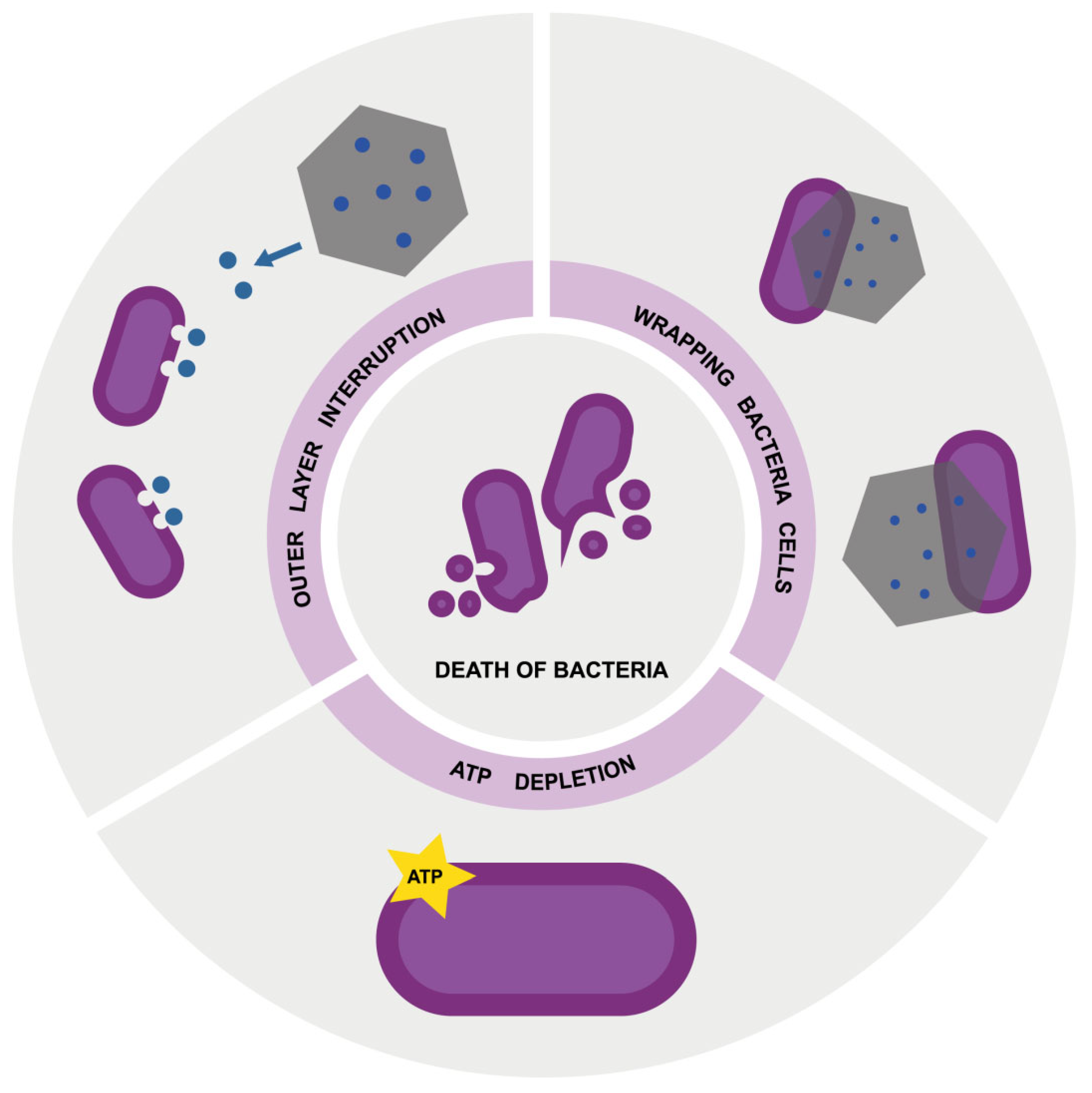 Nanomaterials | Free Full-Text | Bacterial Surface Disturbances ...