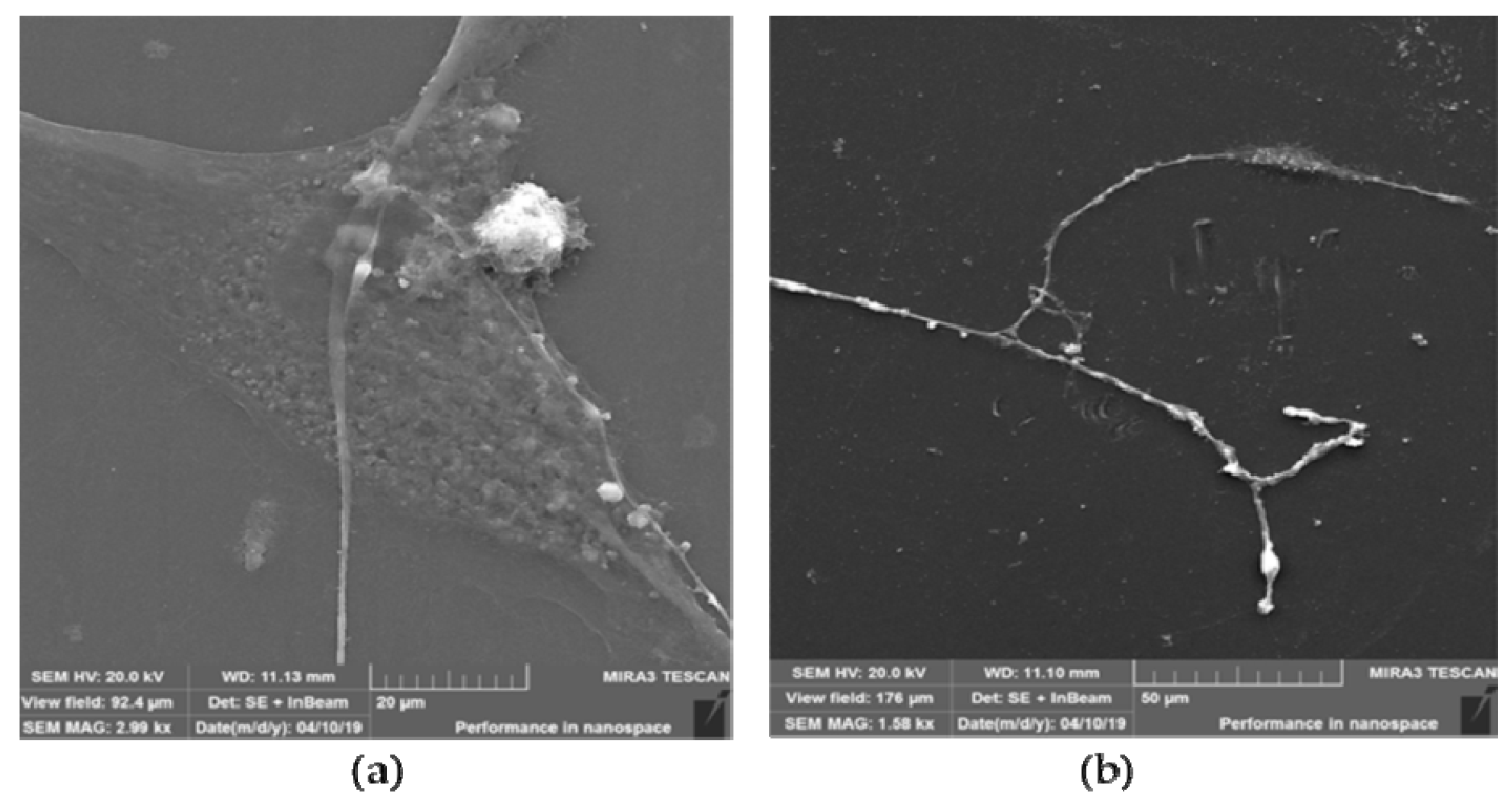Nanomaterials 12 03116 g012