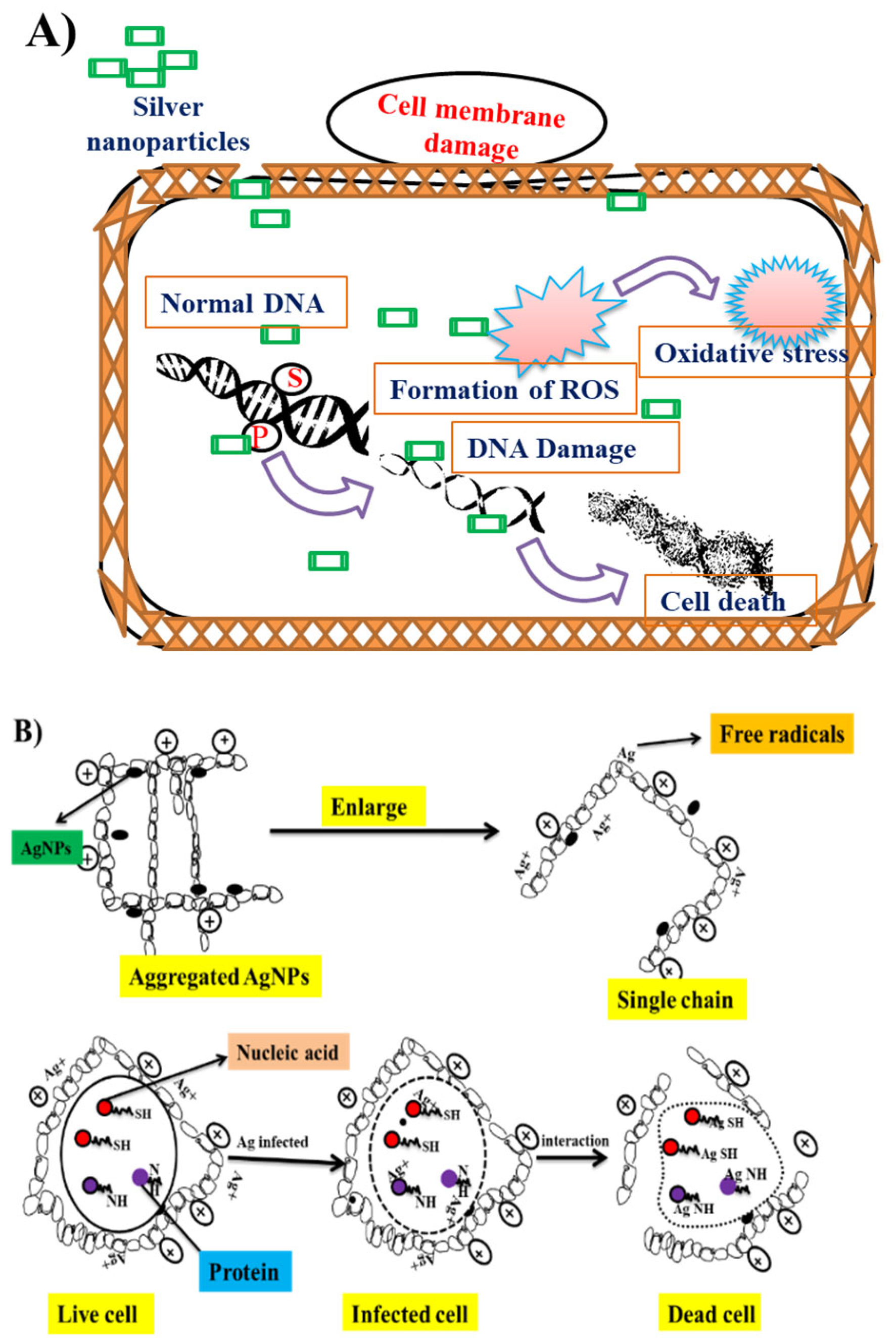 Nanomaterials 12 03126 g006