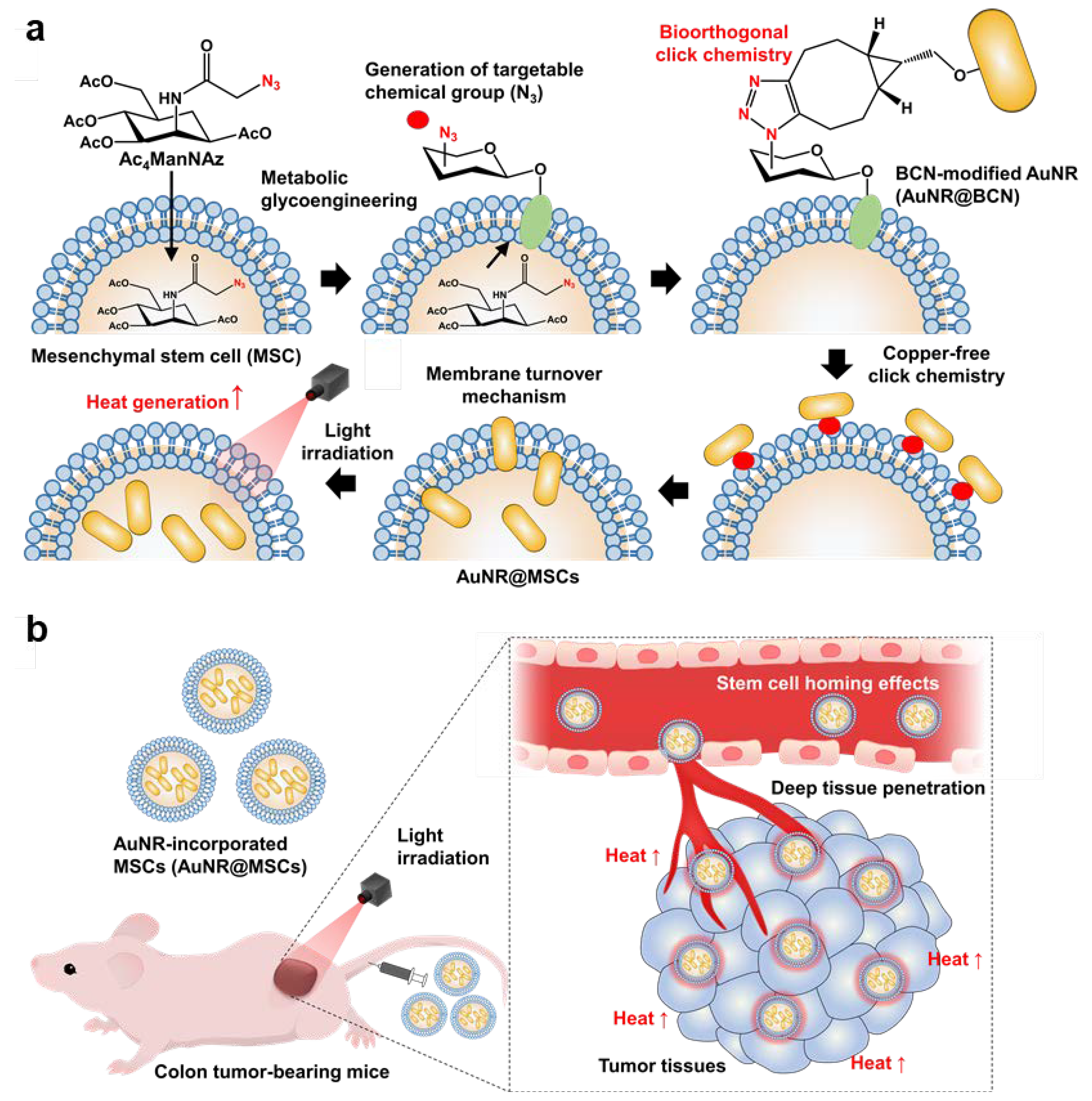 Nanomaterials | Free Full-Text | Mesenchymal Stem Cell-Mediated Deep ...