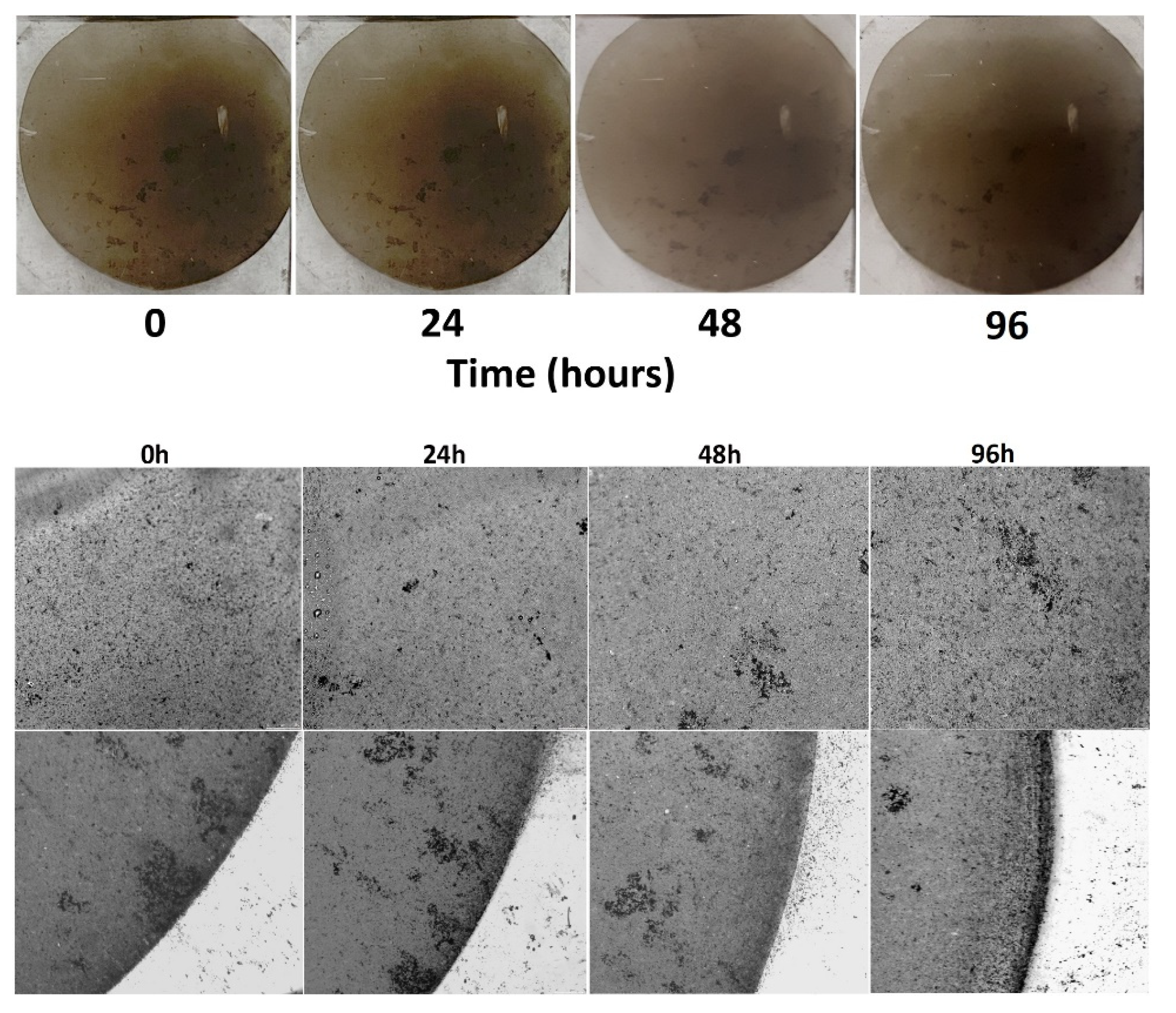 Nanomaterials 12 03663 g007