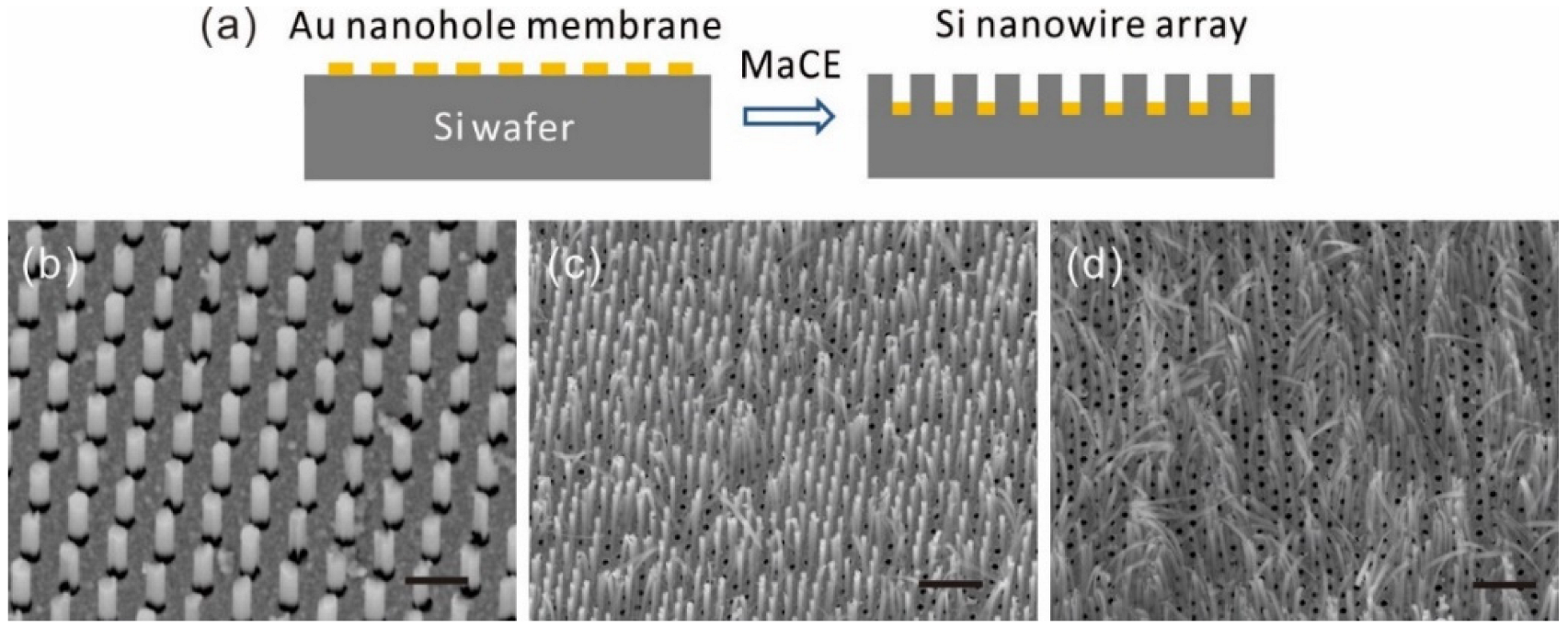 Freestanding Metal Nanomembranes And Nanowires By Template Transfer ...