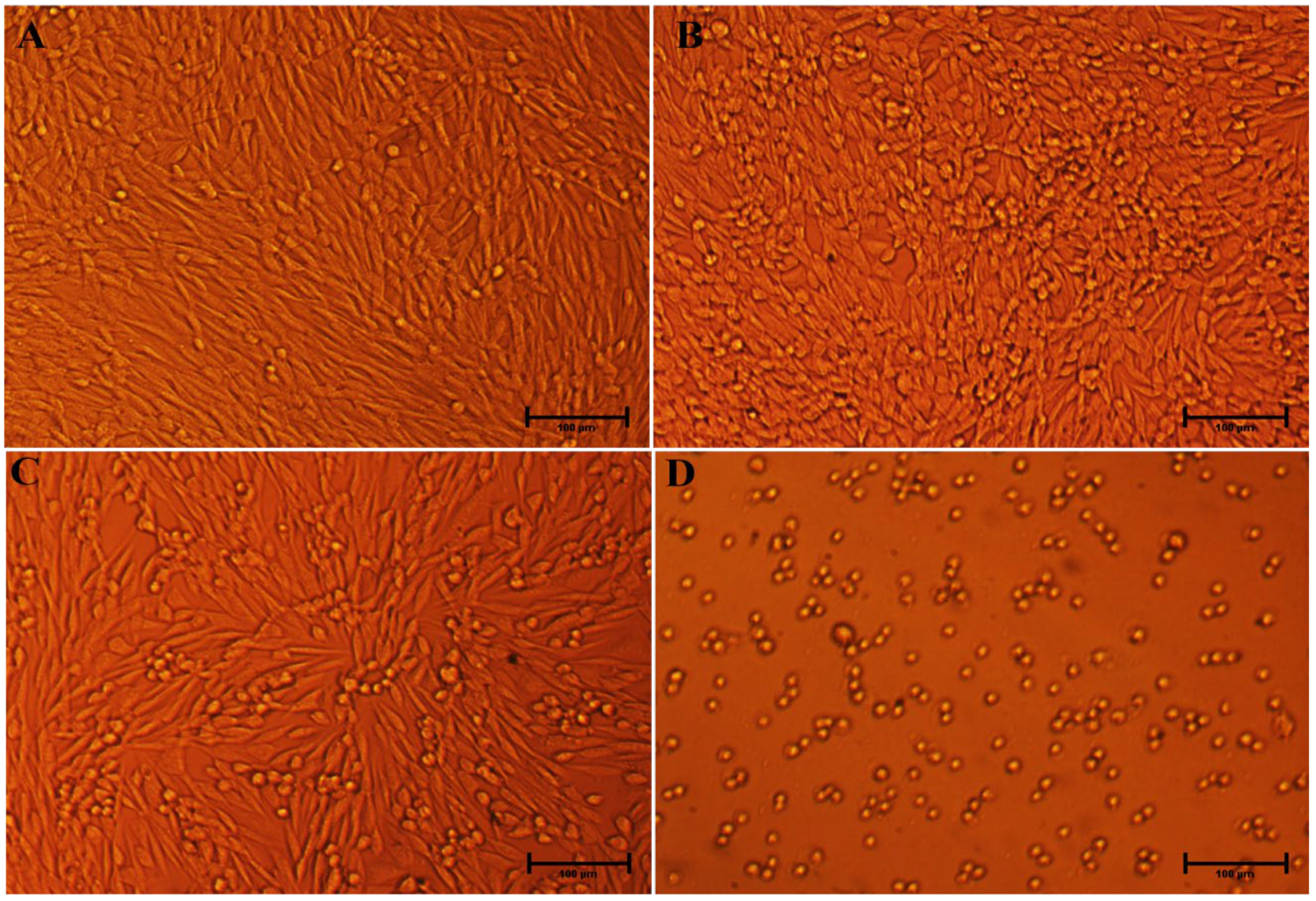 Nanomaterials 12 04167 g011