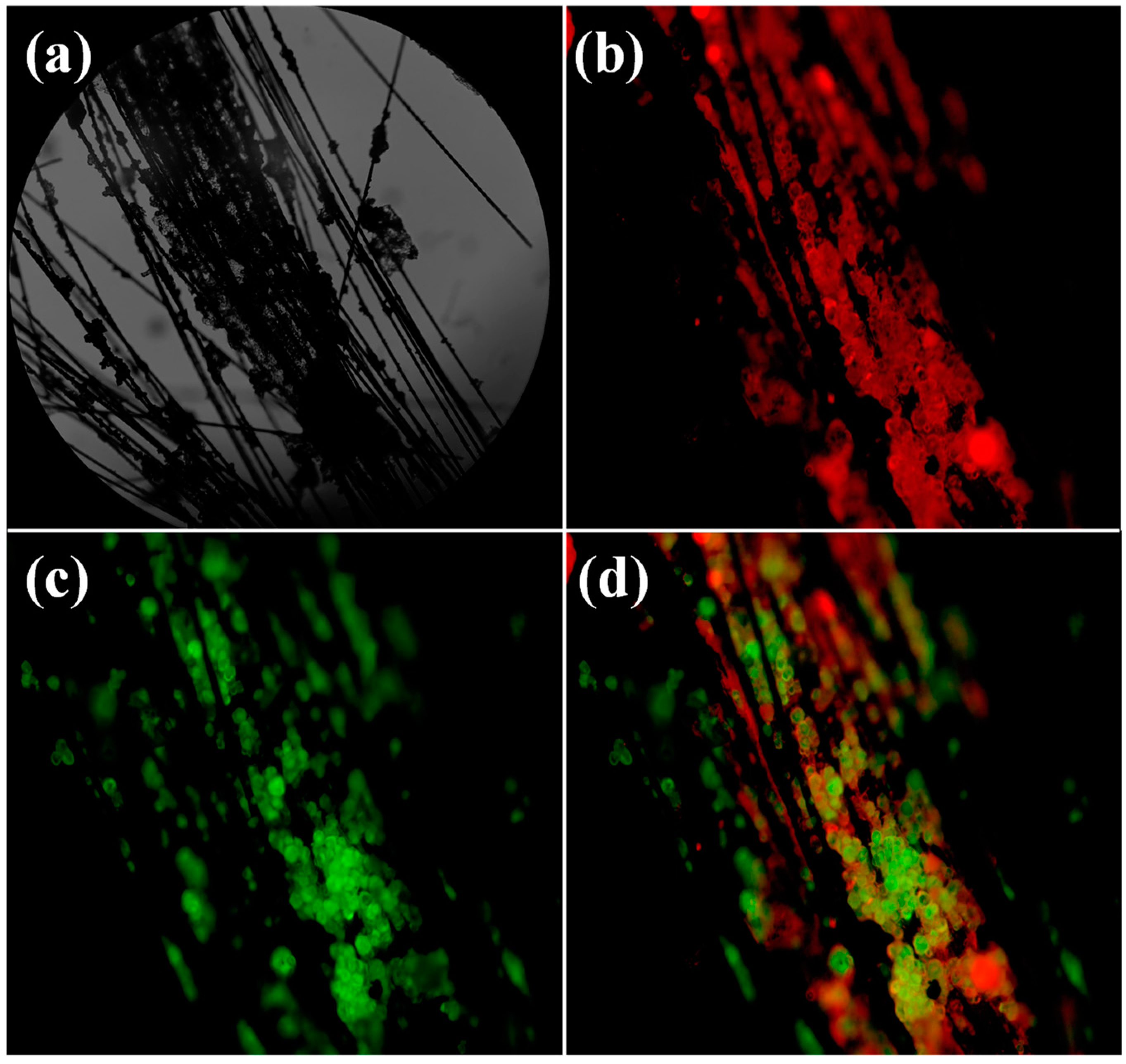 Nanomaterials 12 04290 g004 Nanomaterials 12 04290 g004