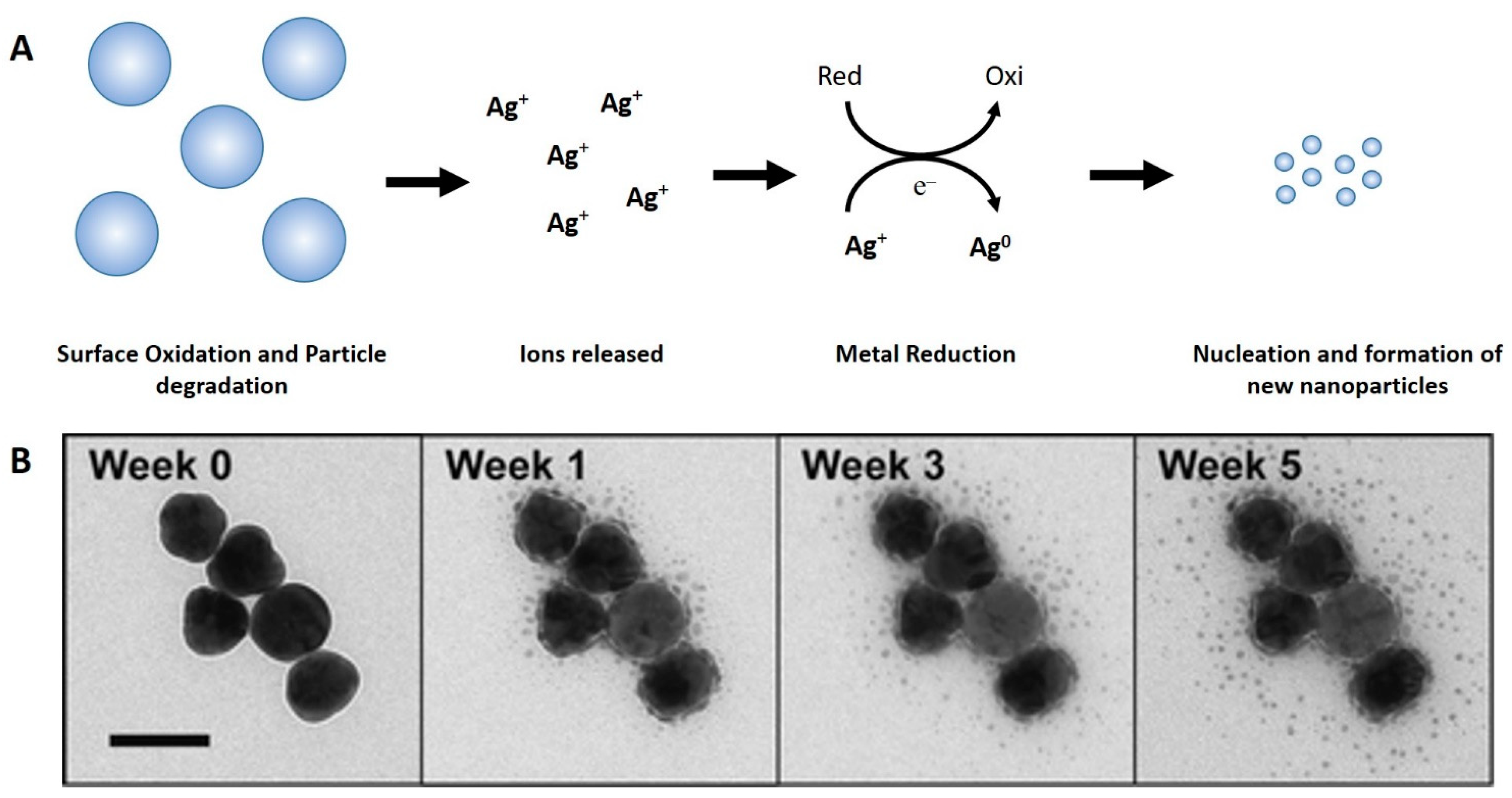 Nanomaterials 12 04319 g004 Nanomaterials 12 04319 g004