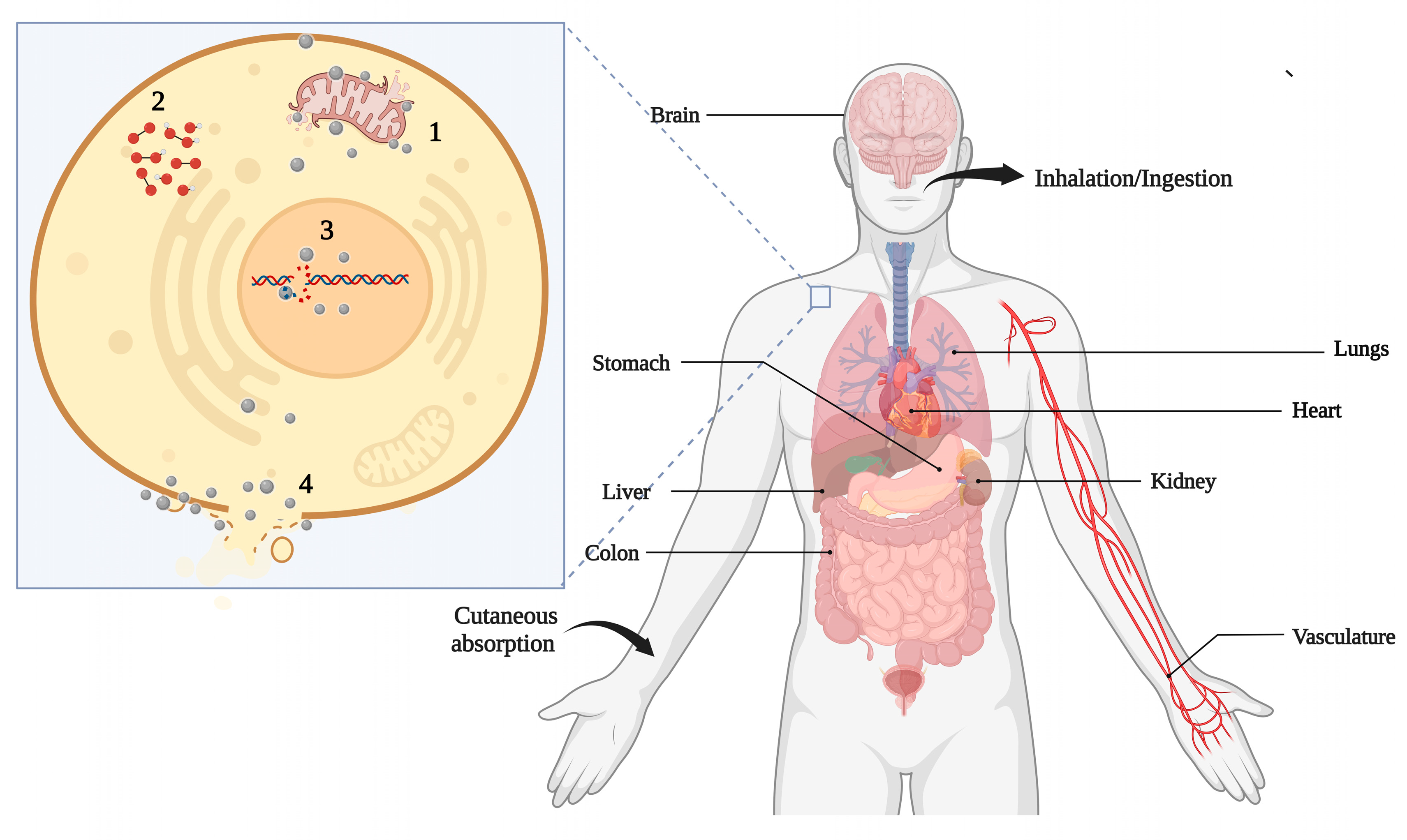 Nanomaterials | Free Full-Text | Environmental Implications Associated ...