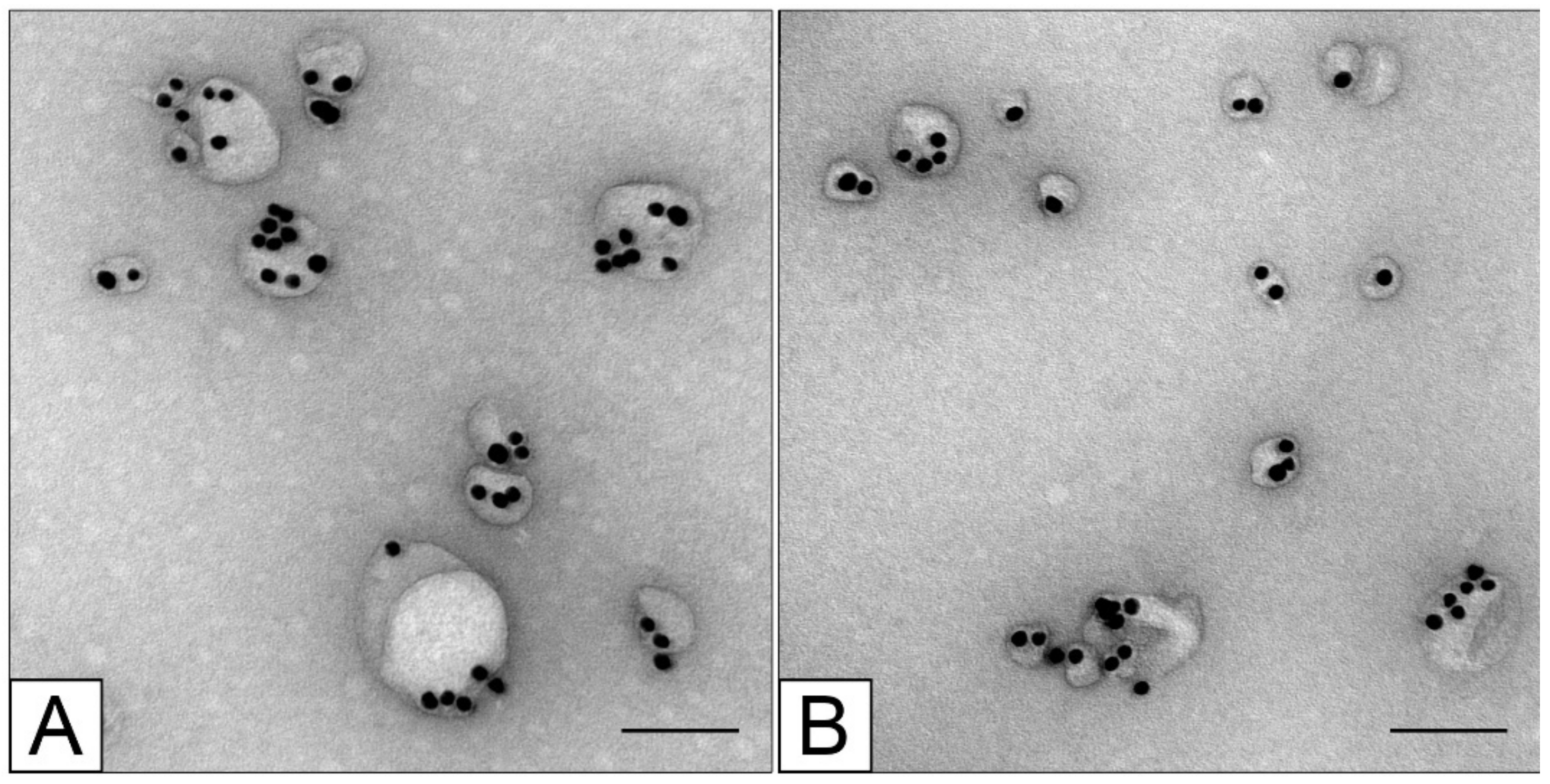 Nanomaterials | Free Full-Text | Chemical Modifications Influence