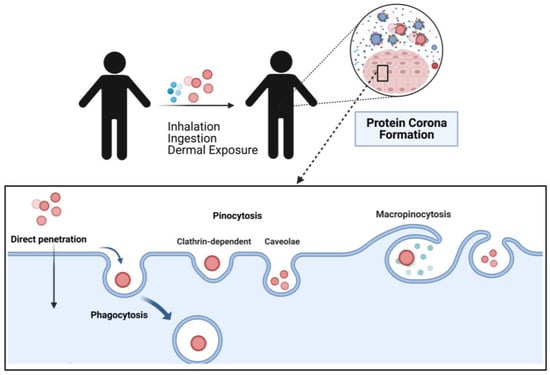 Full article: Biomedical Potential of Plant-Based Selenium Nanoparticles: A  Comprehensive Review on Therapeutic and Mechanistic Aspects