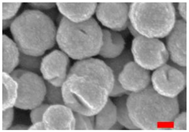 Nanomaterials 13 00587 i007