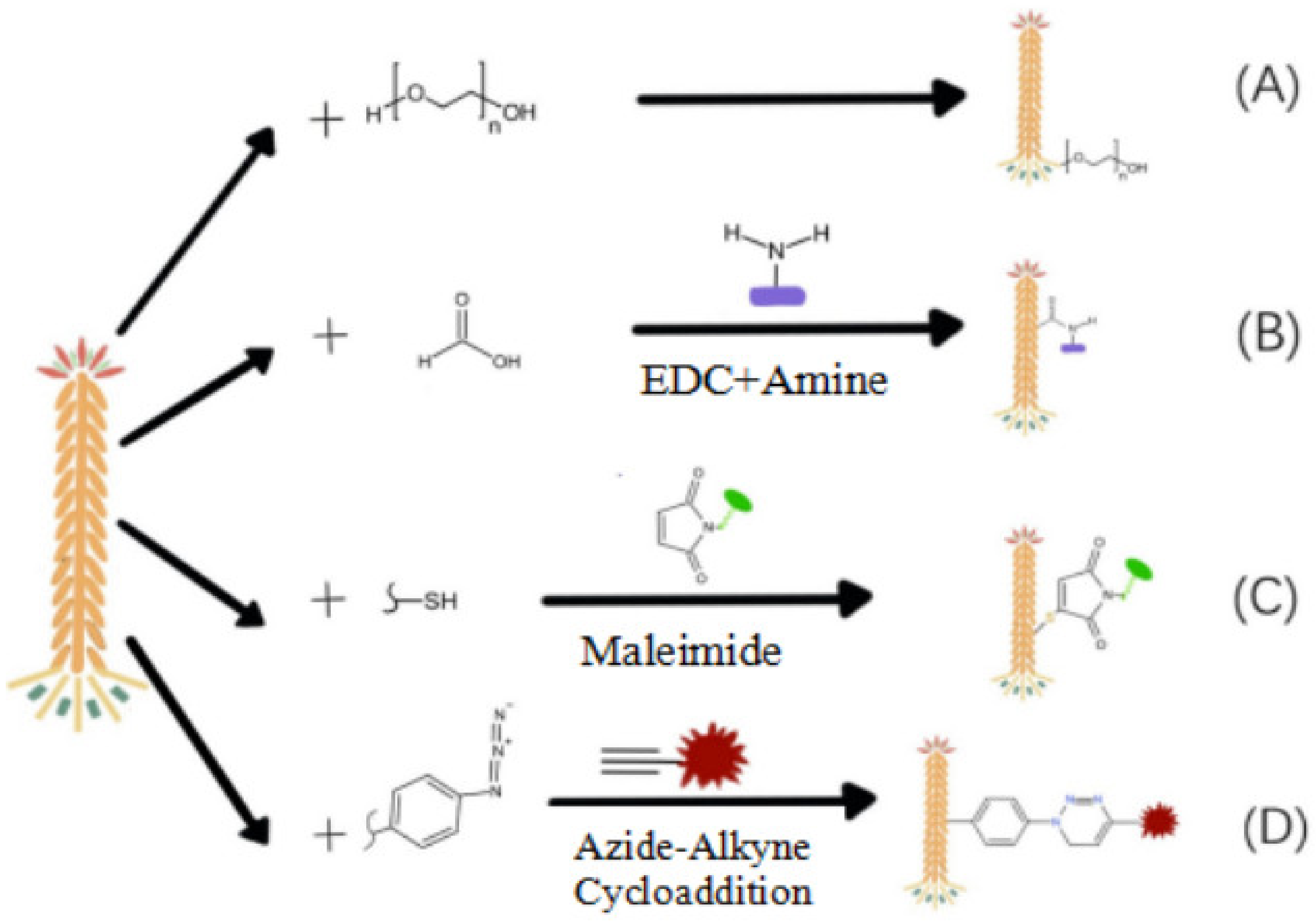 Nanomaterials | Free Full-Text | Modified Bacteriophage for Tumor