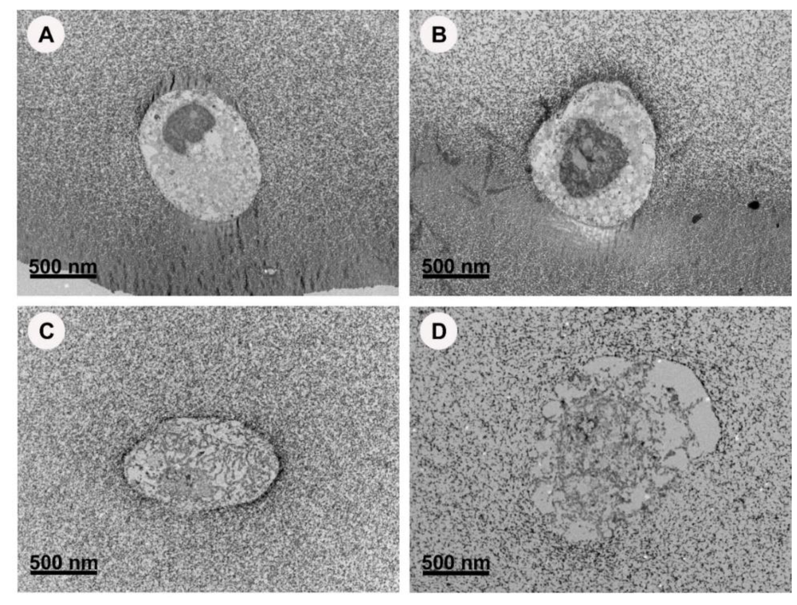 Nanomaterials 13 00705 g007