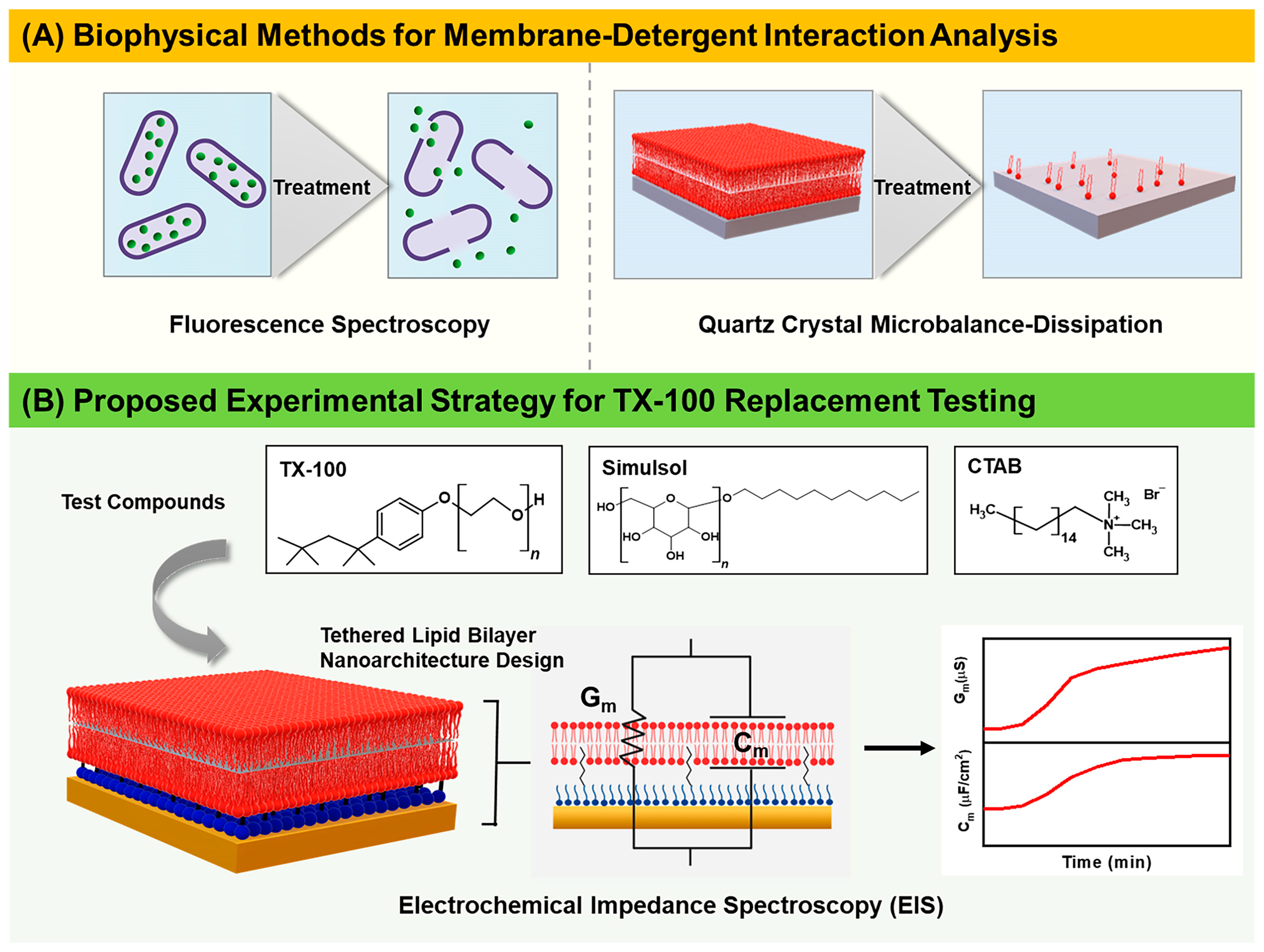 Nanomaterials | Free Full-Text | Tethered Bilayer Lipid Membrane Platform  for Screening Triton X-100 Detergent Replacements by Electrochemical  Impedance Spectroscopy