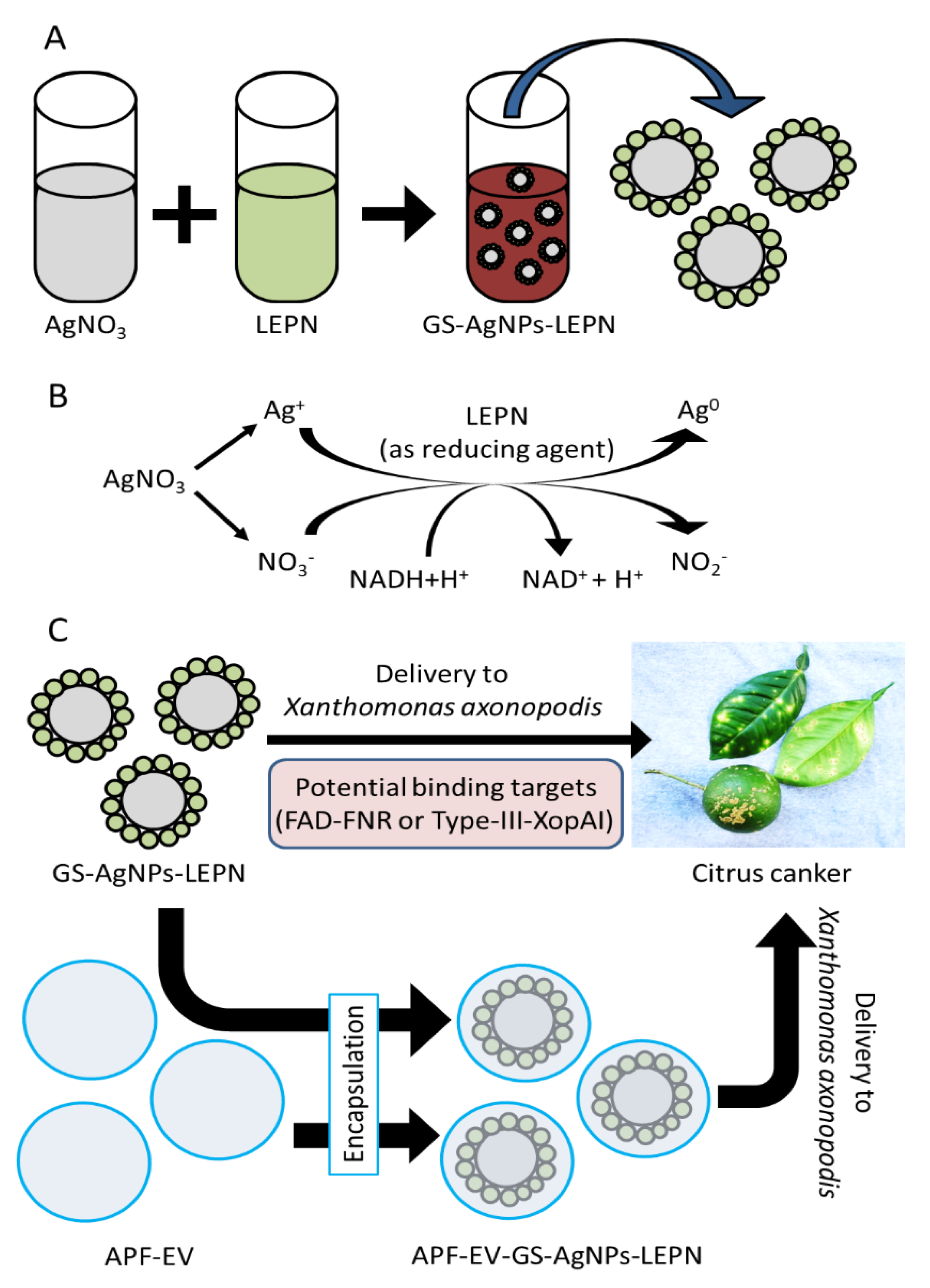Nanomaterials 13 01306 sch001 Nanomaterials 13 01306 sch001