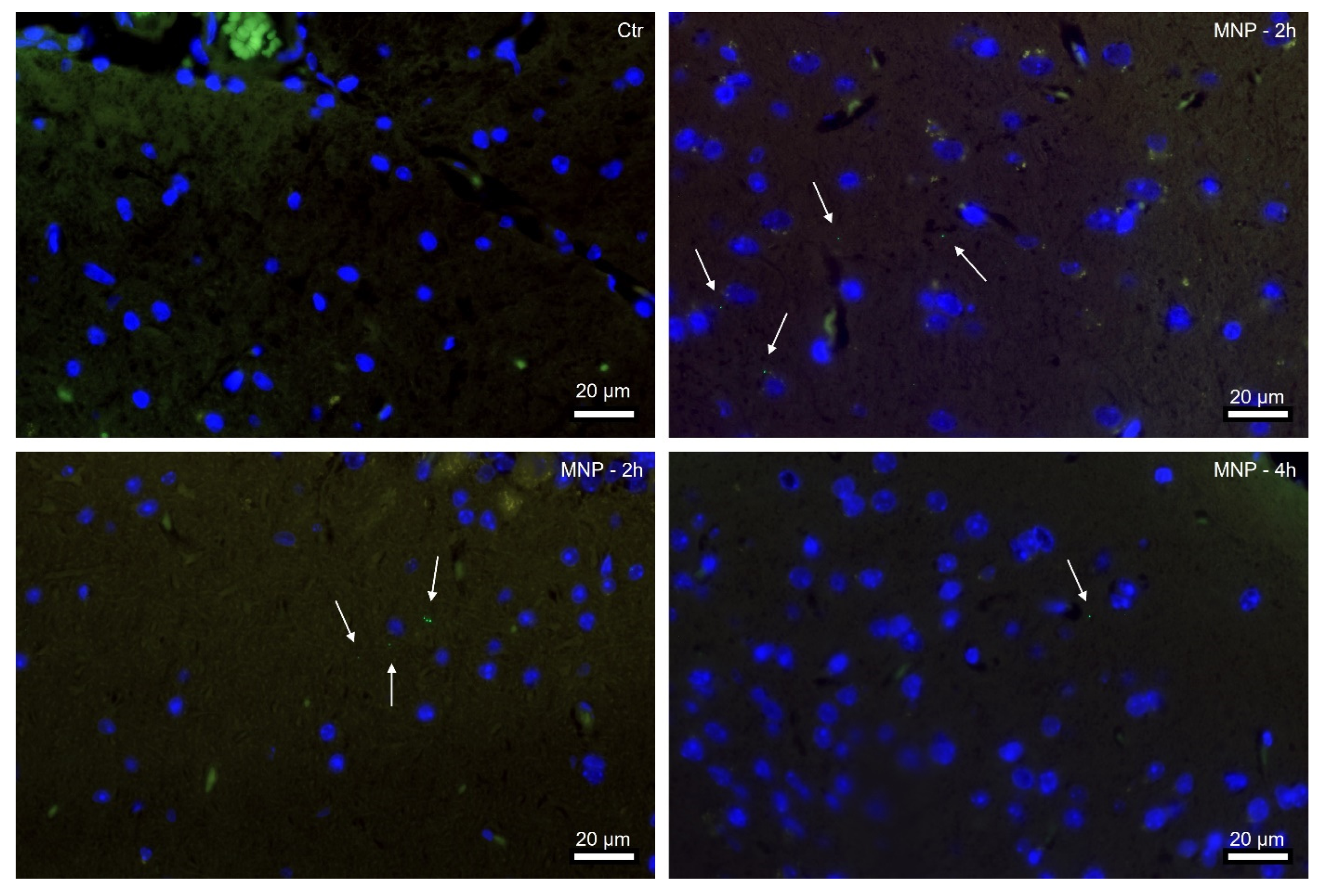 Nanomaterials 13 01404 g003 Nanomaterials 13 01404 g003