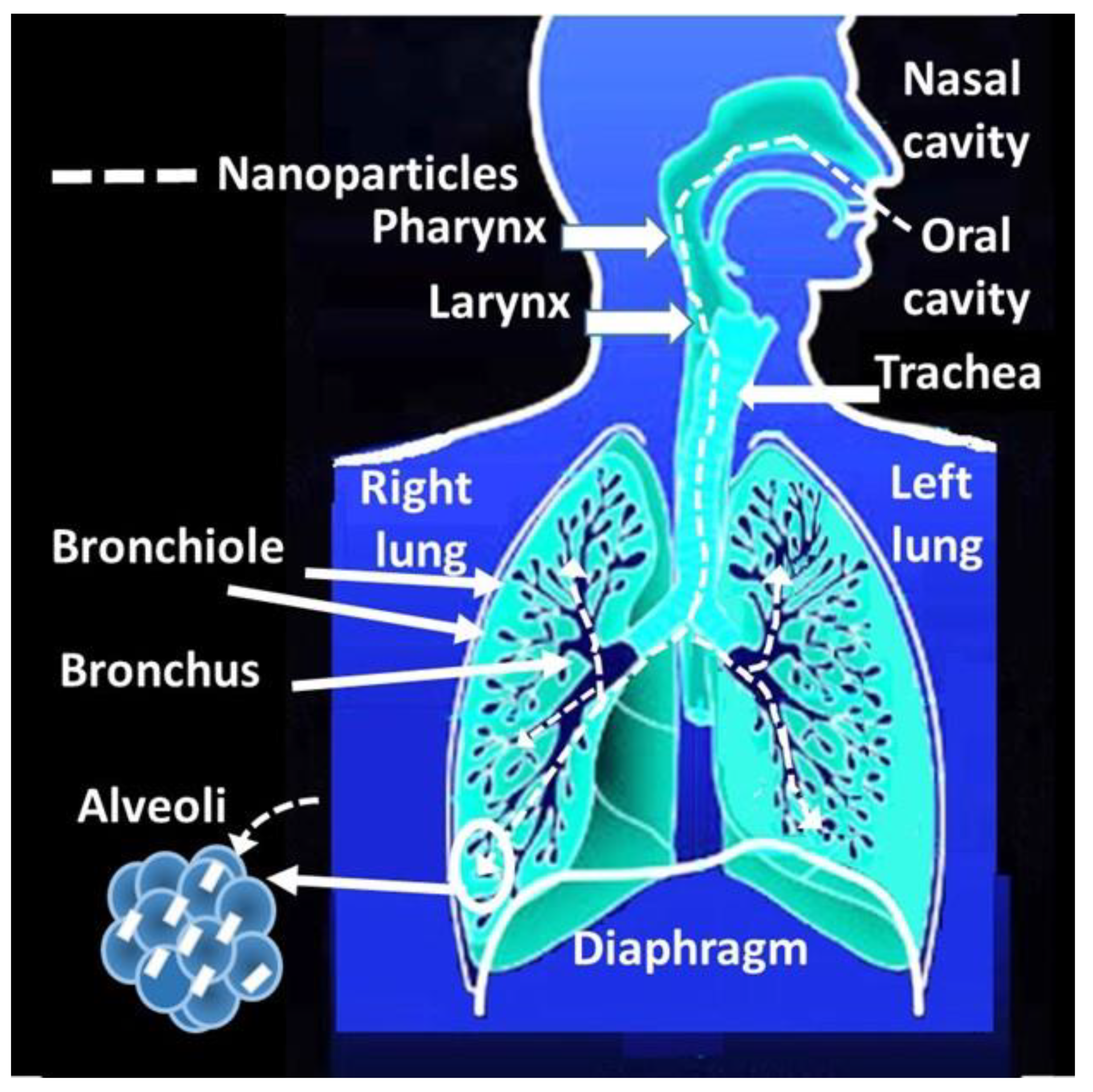 Nanomaterials 13 01454 g003 Nanomaterials 13 01454 g003
