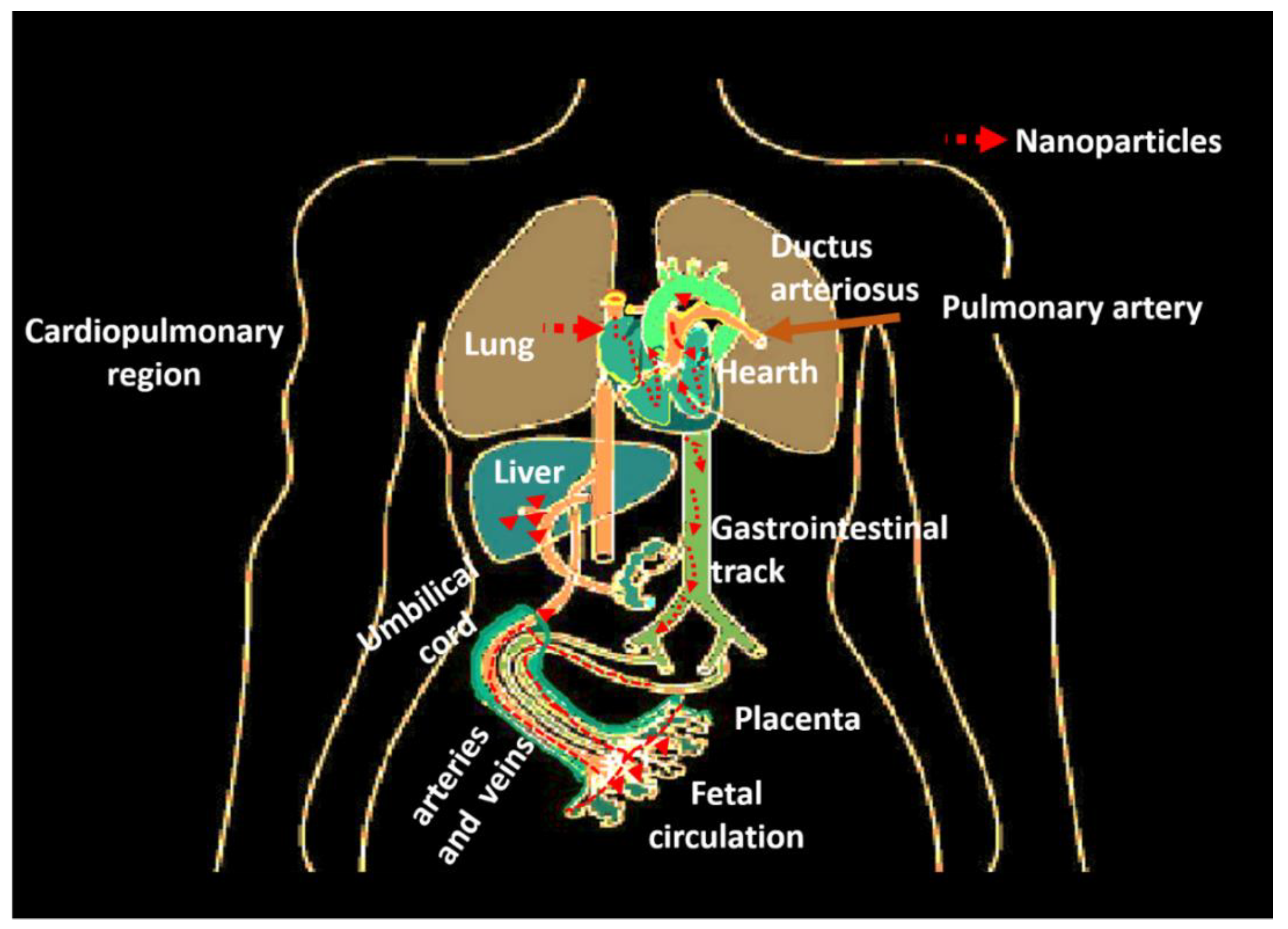 Nanomaterials 13 01454 g004 Nanomaterials 13 01454 g004