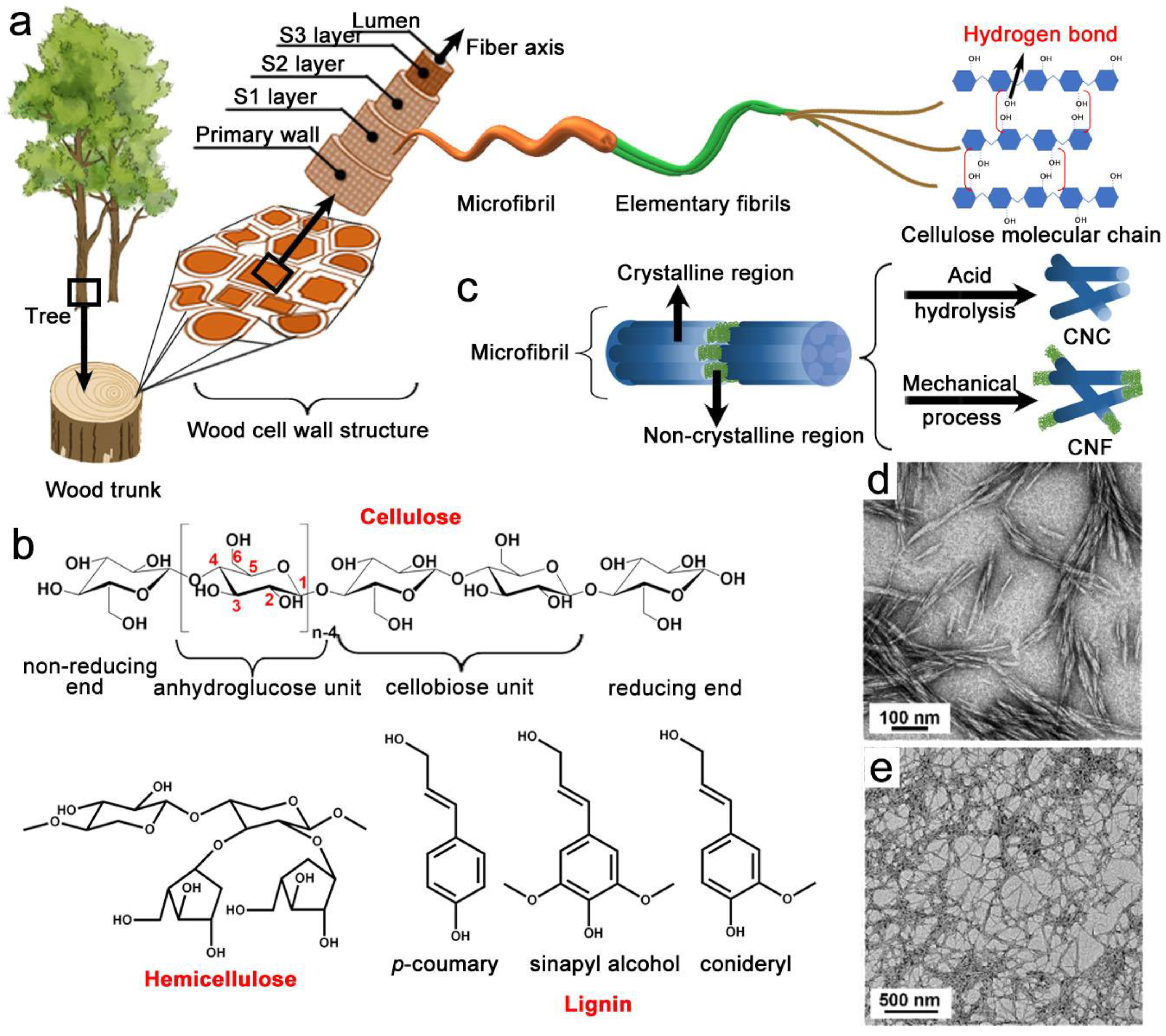 Nano Cellulose Vehicle highlights potential of plants, News