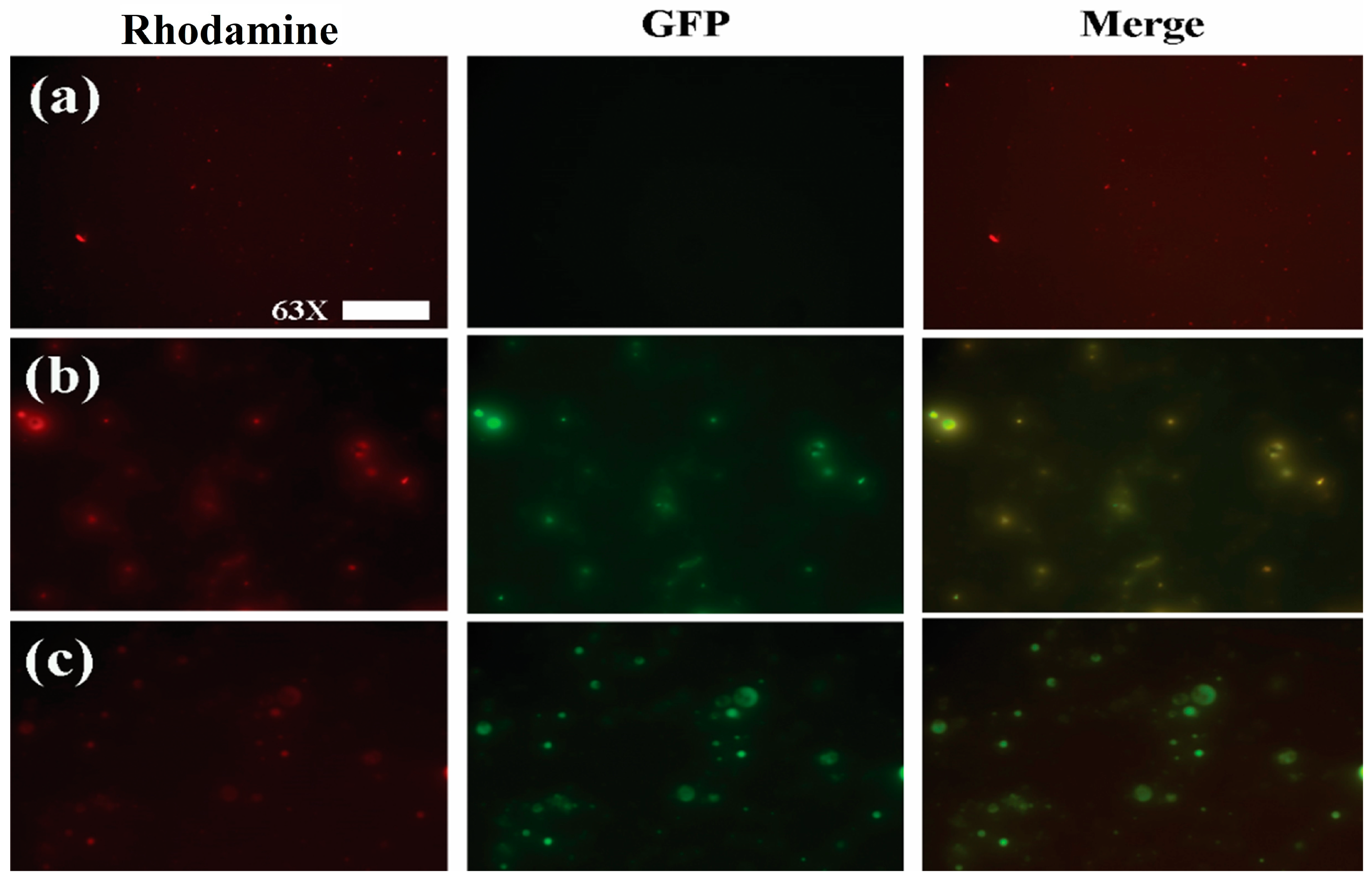 Nanomaterials 13 01615 g002 Nanomaterials 13 01615 g002