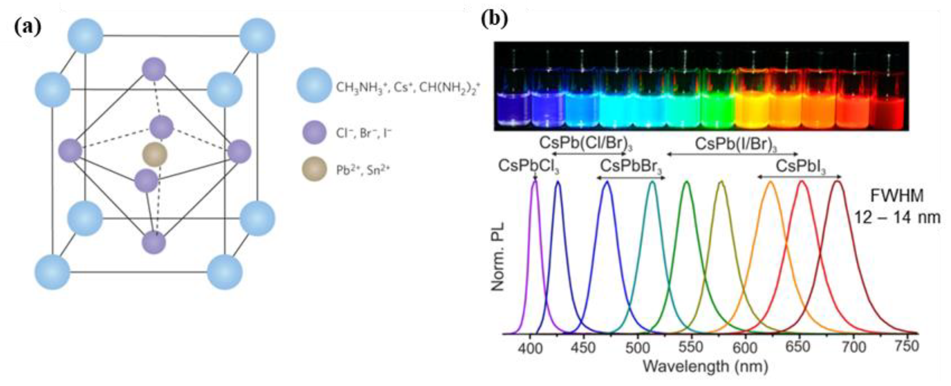 Sub-Single-Exciton Optical Gain in Lead Halide Perovskite Quantum Dots  Revealed by Exciton Polarization Spectroscopy