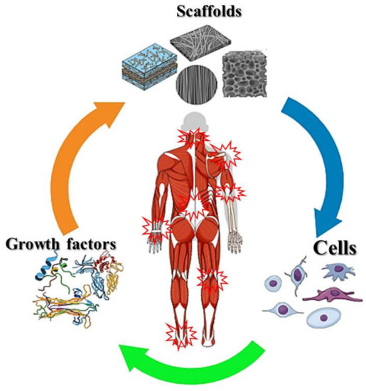 Nanomaterials | Free Full-Text | Bioactive Nanostructured Scaffold-Based  Approach for Tendon and Ligament Tissue Engineering