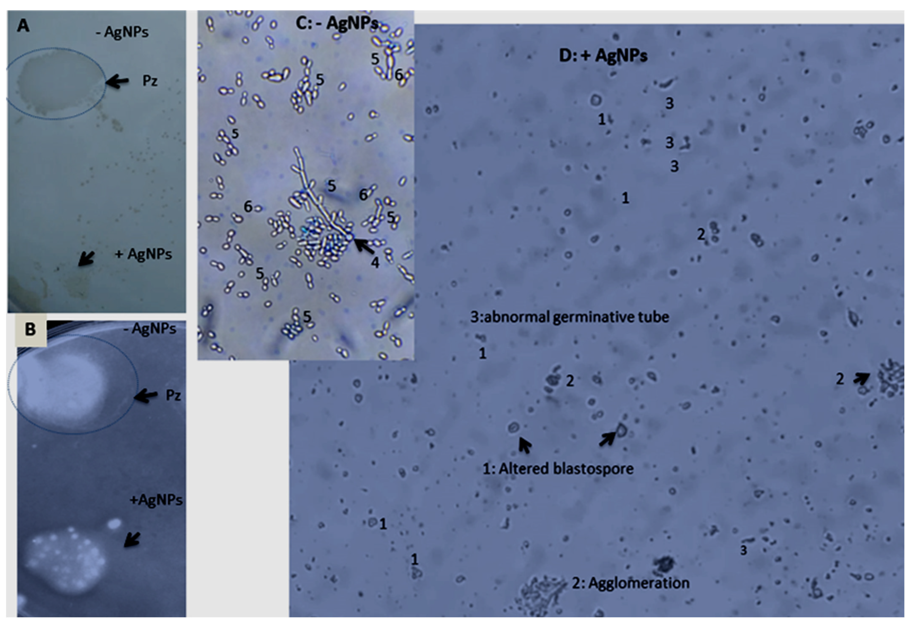 Nanomaterials 13 01964 g010