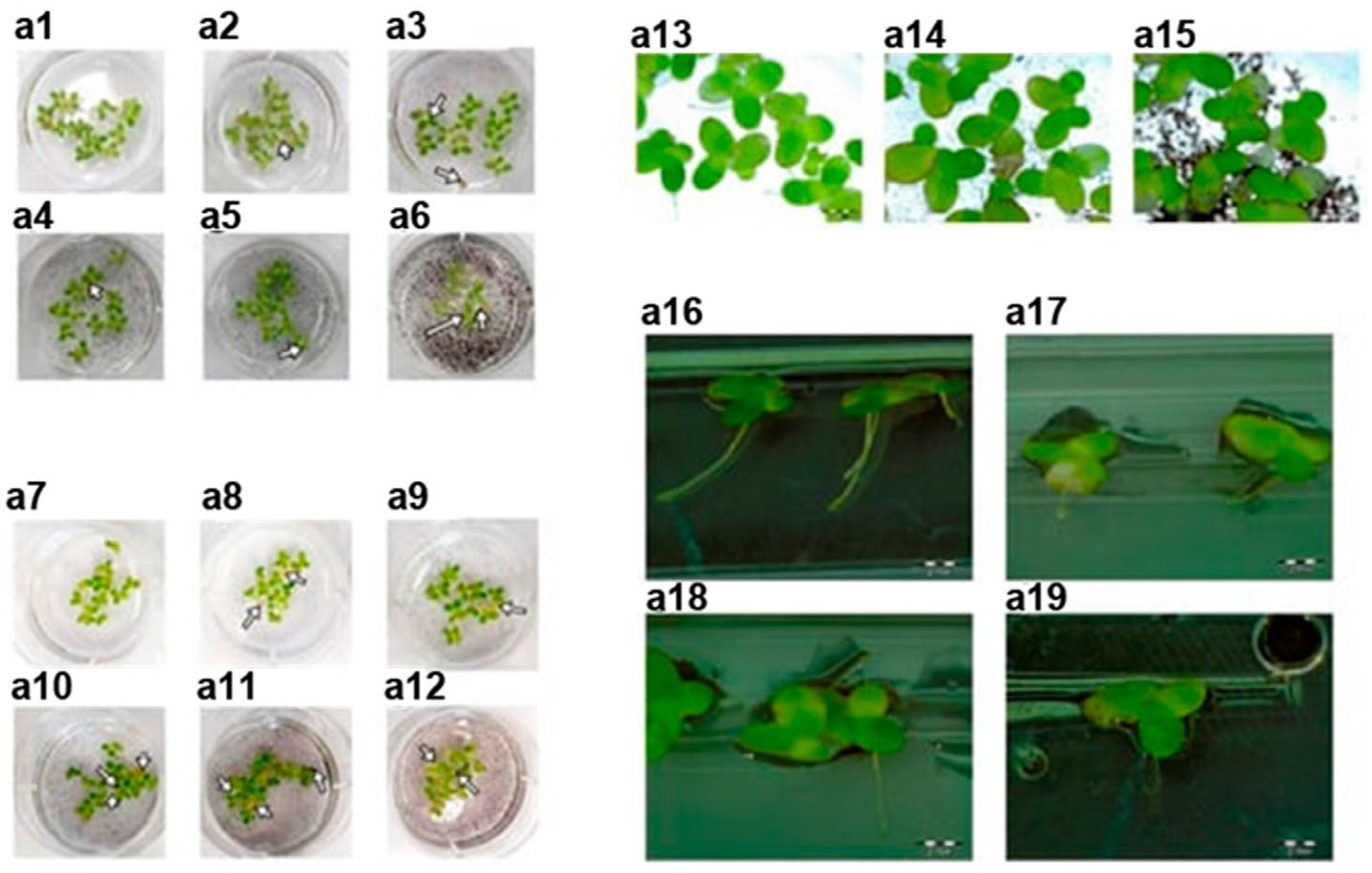 Nanomaterials 13 02181 g002