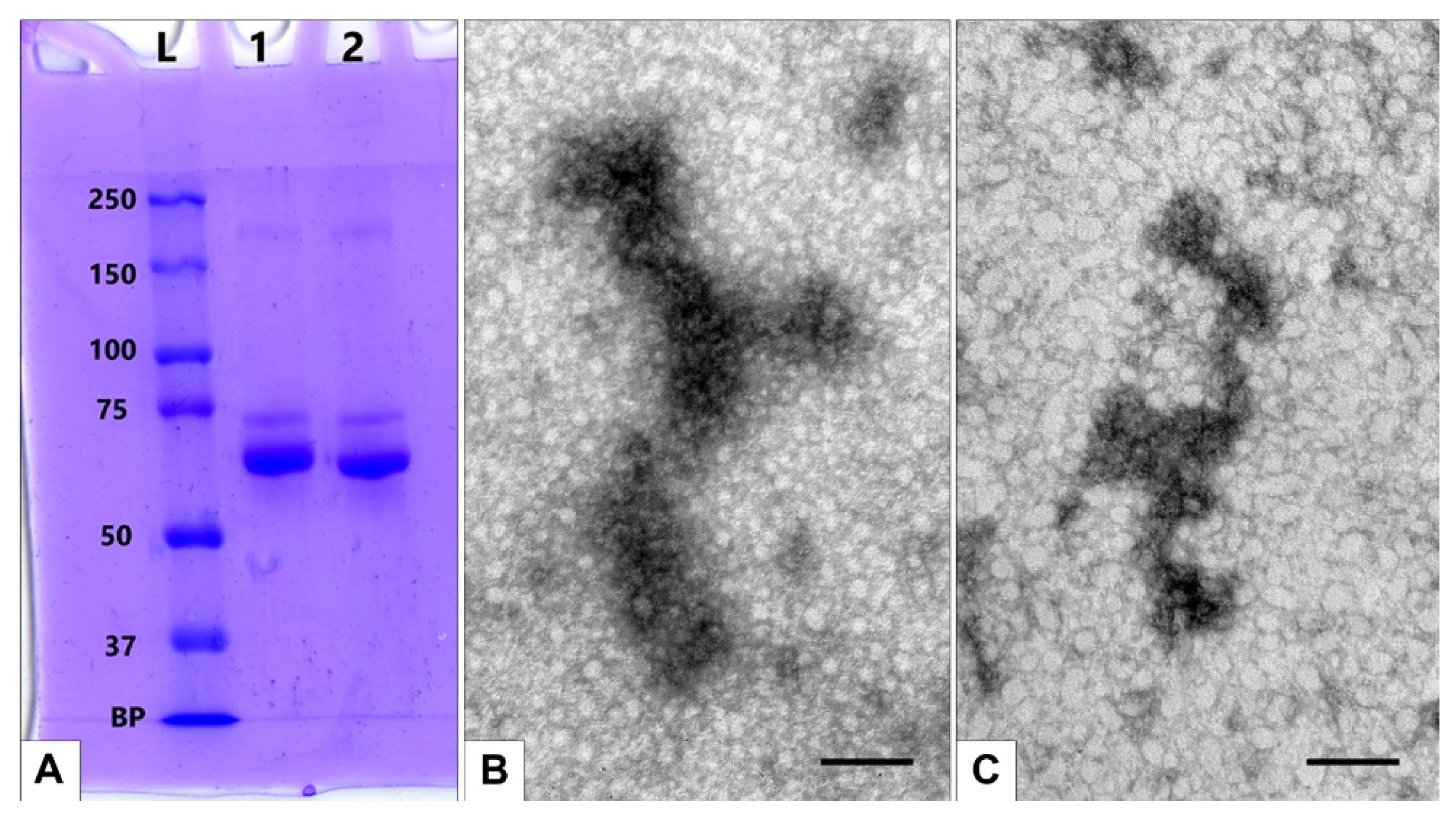 Nanomaterials 13 03094 g012