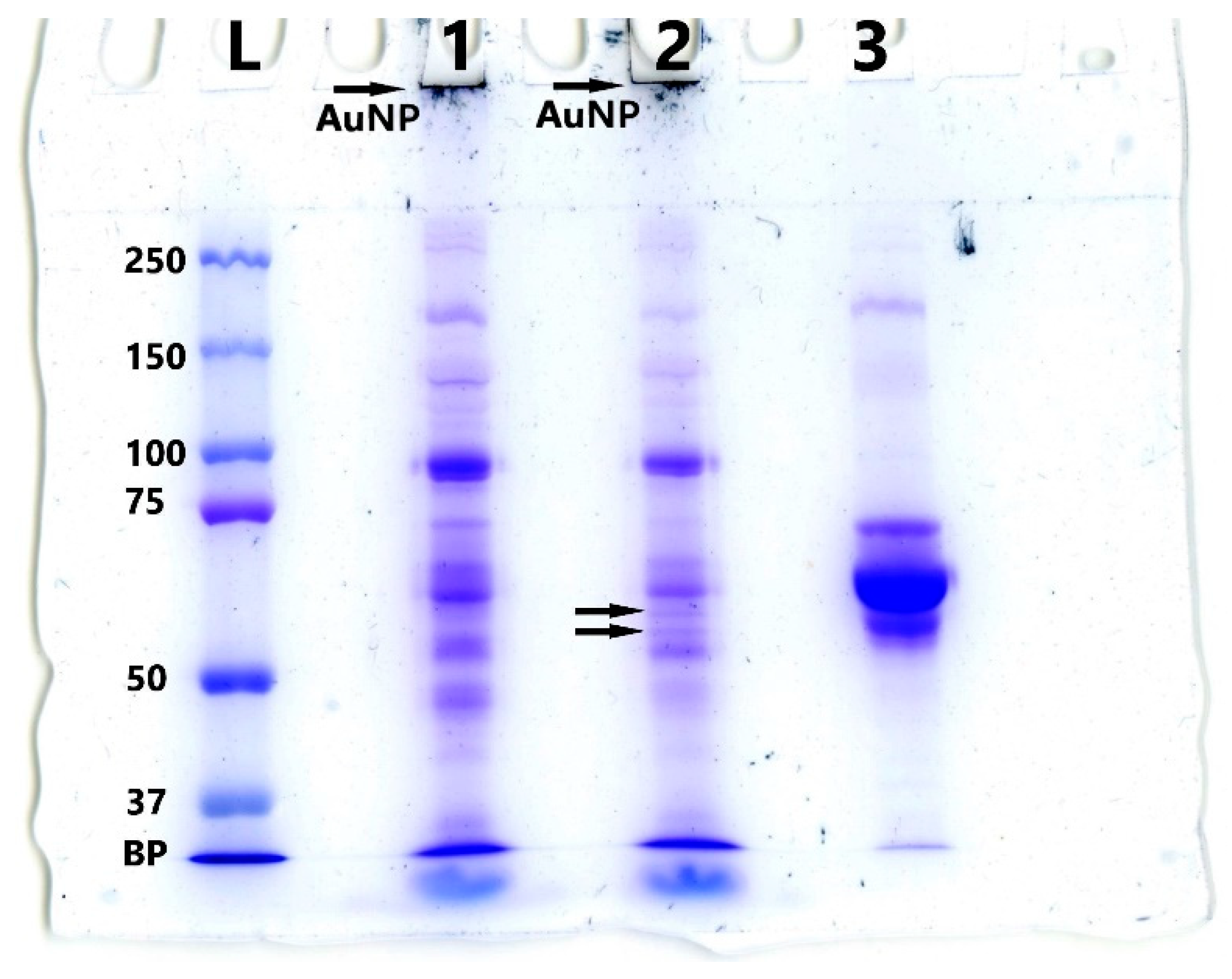Nanomaterials 13 03094 g013