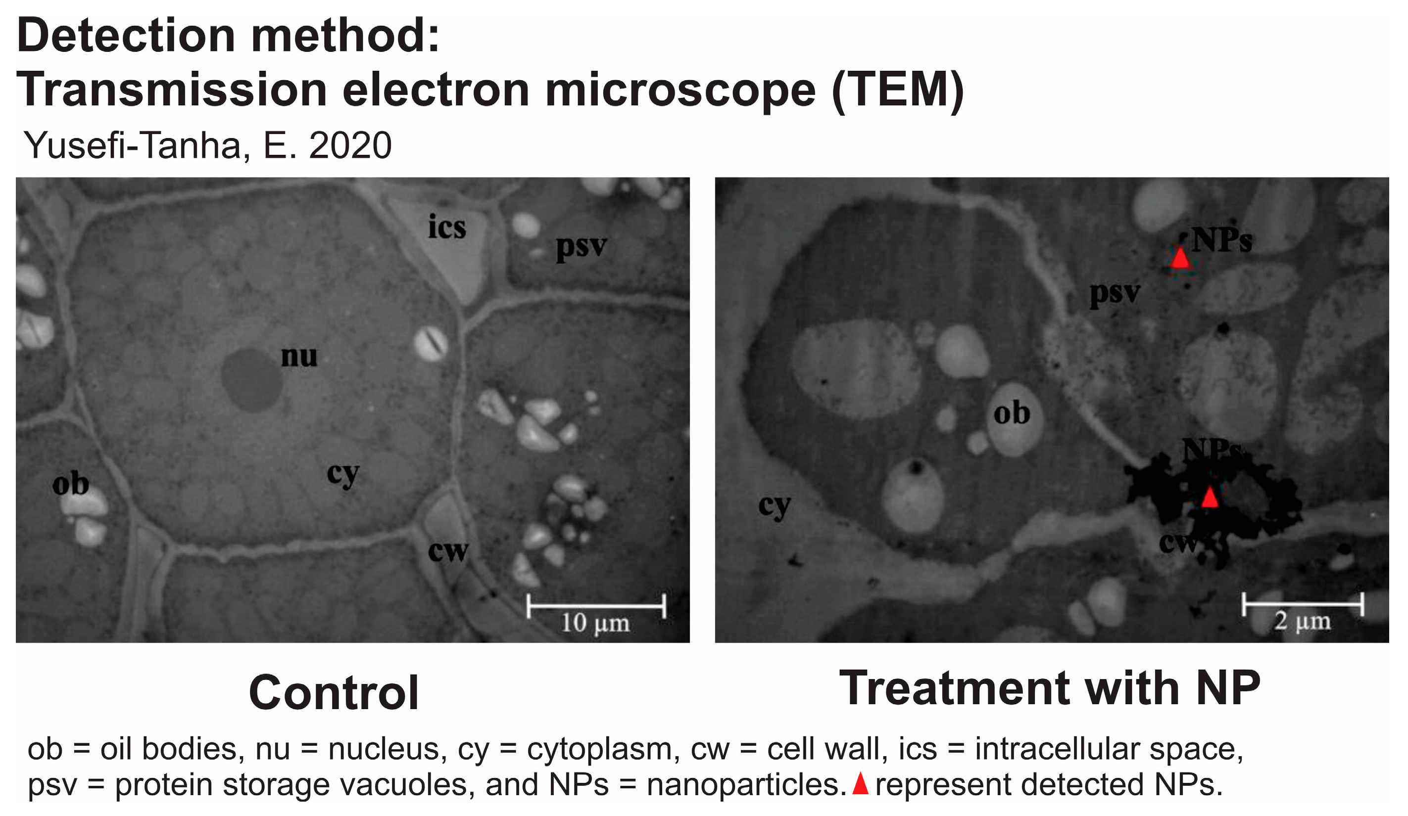 Nanomaterials 14 00131 g004