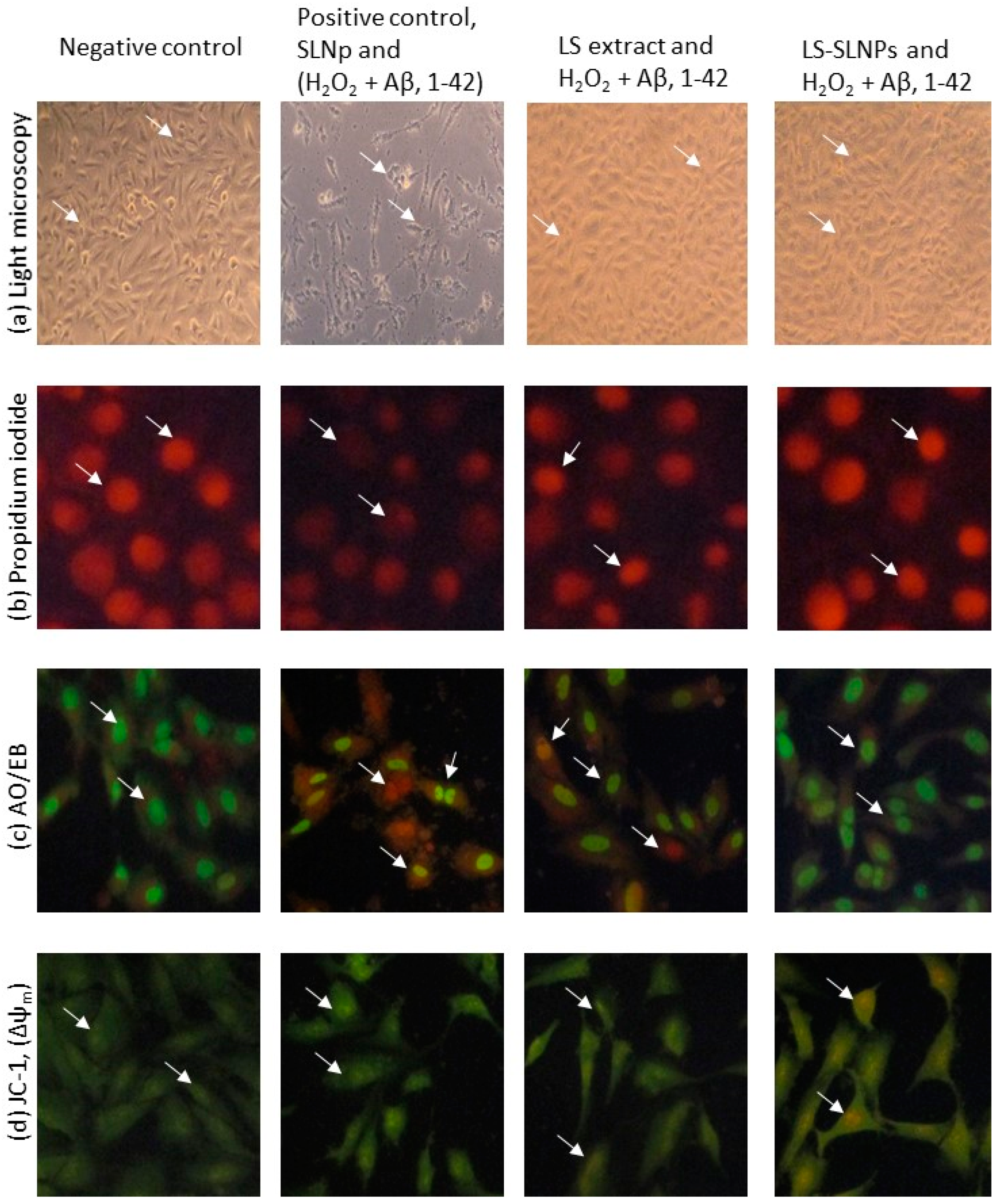Nanomaterials 14 00199 g004